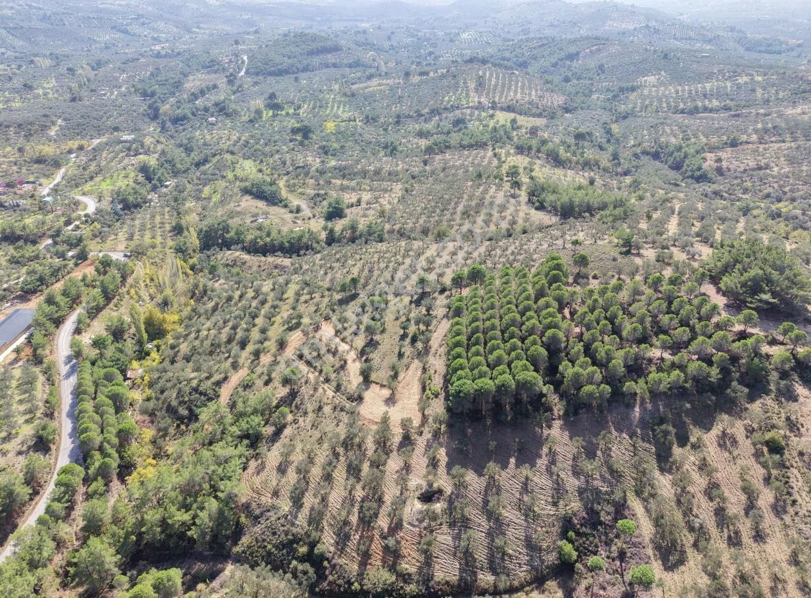 Edremit Merkeze 7 Km 19.911 M2 Zeytinlik Fıstık Çamı - Görsel 3