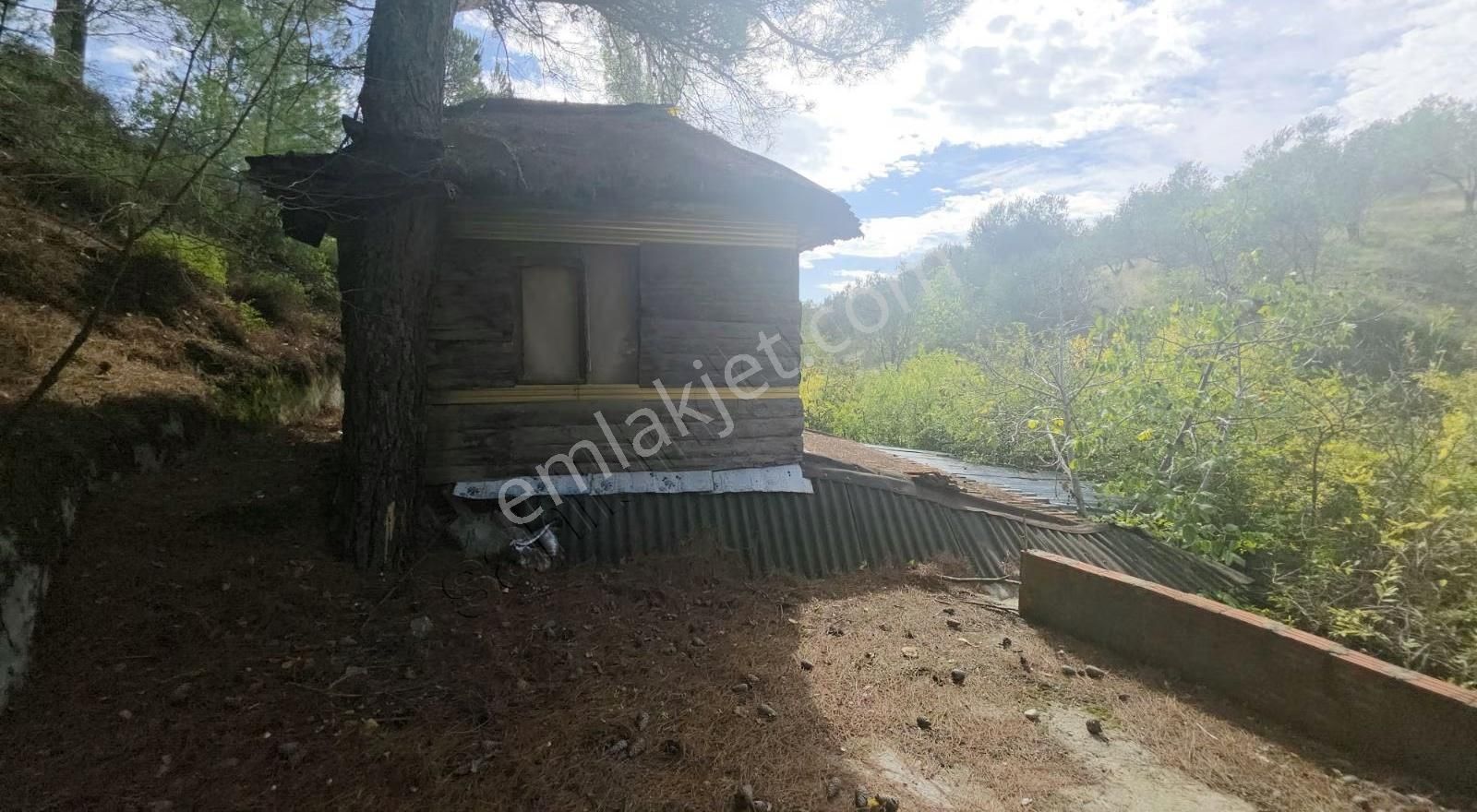 Edremit Merkeze 7 Km 19.911 M2 Zeytinlik Fıstık Çamı - Görsel 27