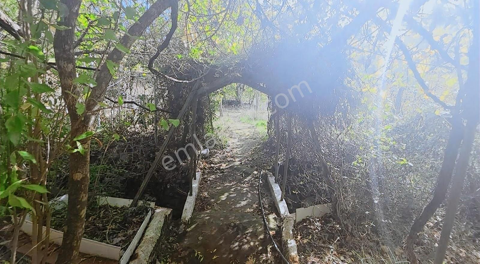 Edremit Merkeze 7 Km 19.911 M2 Zeytinlik Fıstık Çamı - Görsel 7