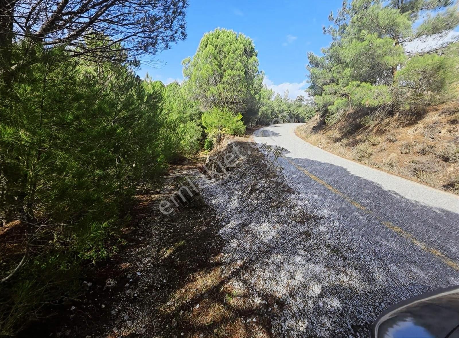 Edremit Merkeze 7 Km 19.911 M2 Zeytinlik Fıstık Çamı - Görsel 24