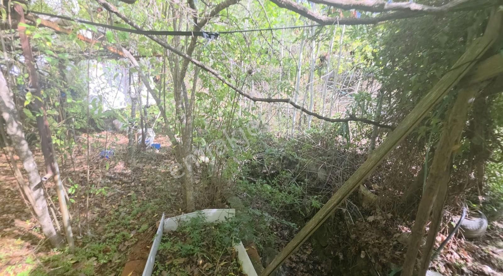 Edremit Merkeze 7 Km 19.911 M2 Zeytinlik Fıstık Çamı - Görsel 20