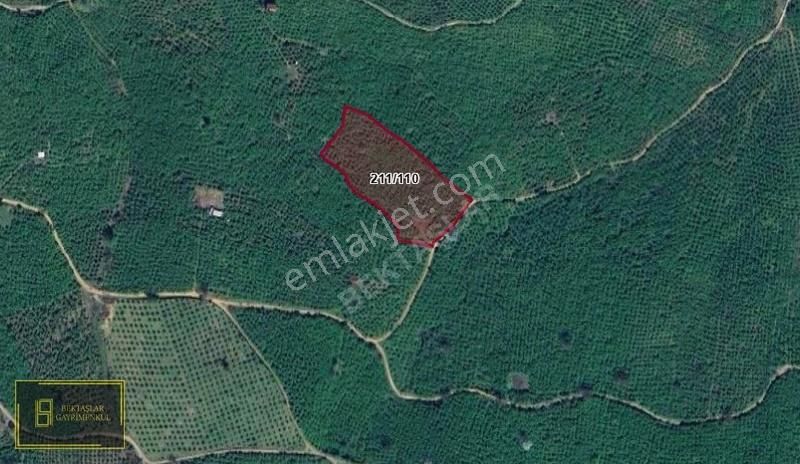 Sakarya Karasu Kuyumculu Da 9250 M² Satılık Fındık Bahçesi - Görsel 3