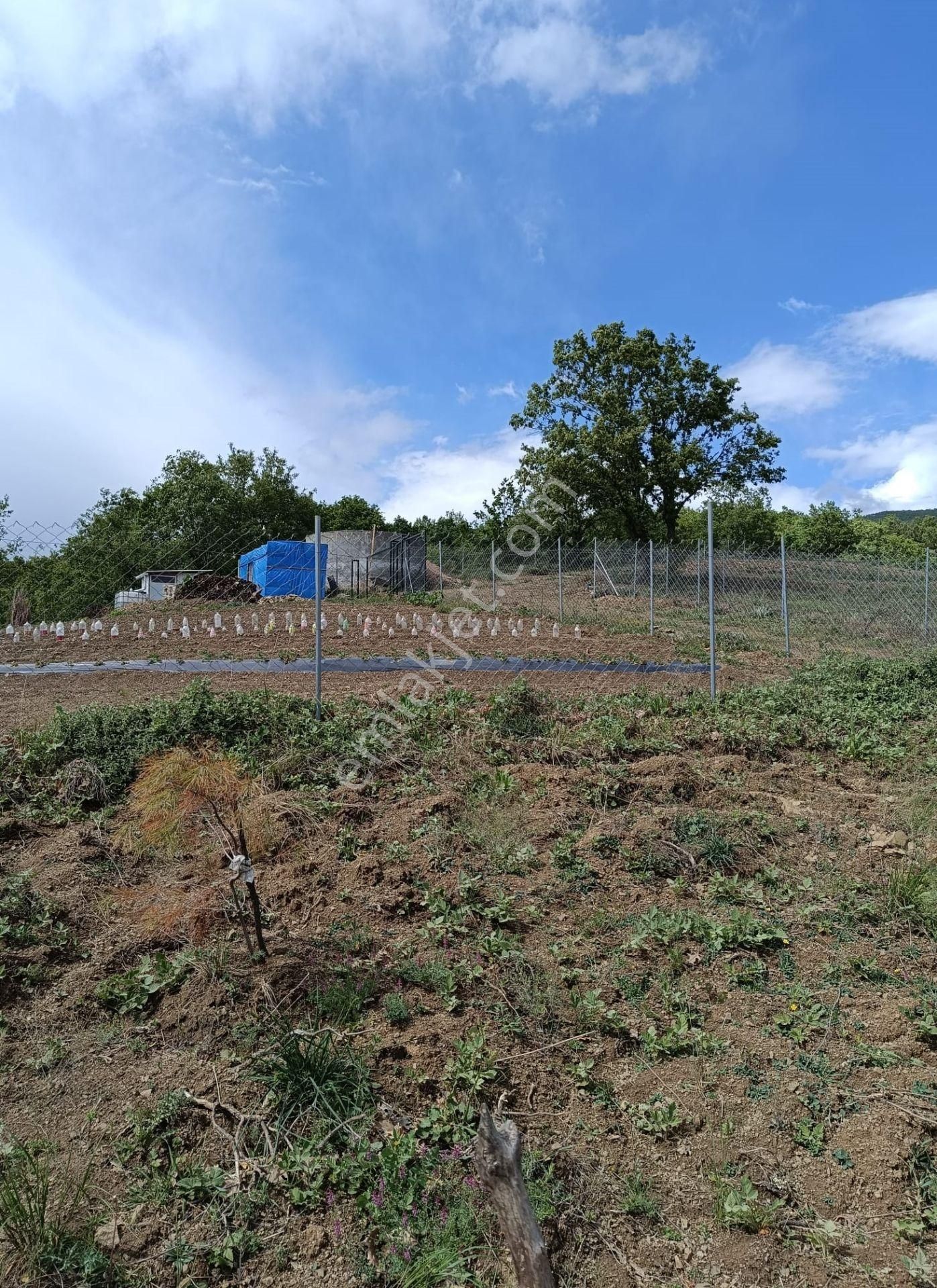 Kestel Nüzhetiye Mah.1500 M2 Yol/su/elektrik Mevcut - Görsel 5