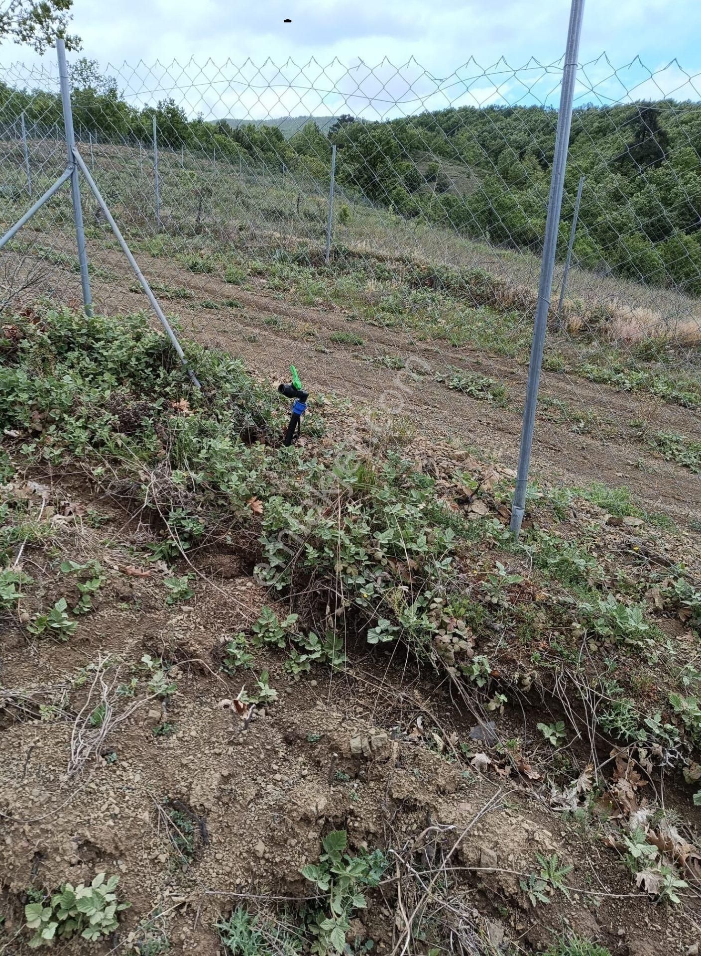 Kestel Nüzhetiye Mah.1500 M2 Yol/su/elektrik Mevcut - Görsel 3
