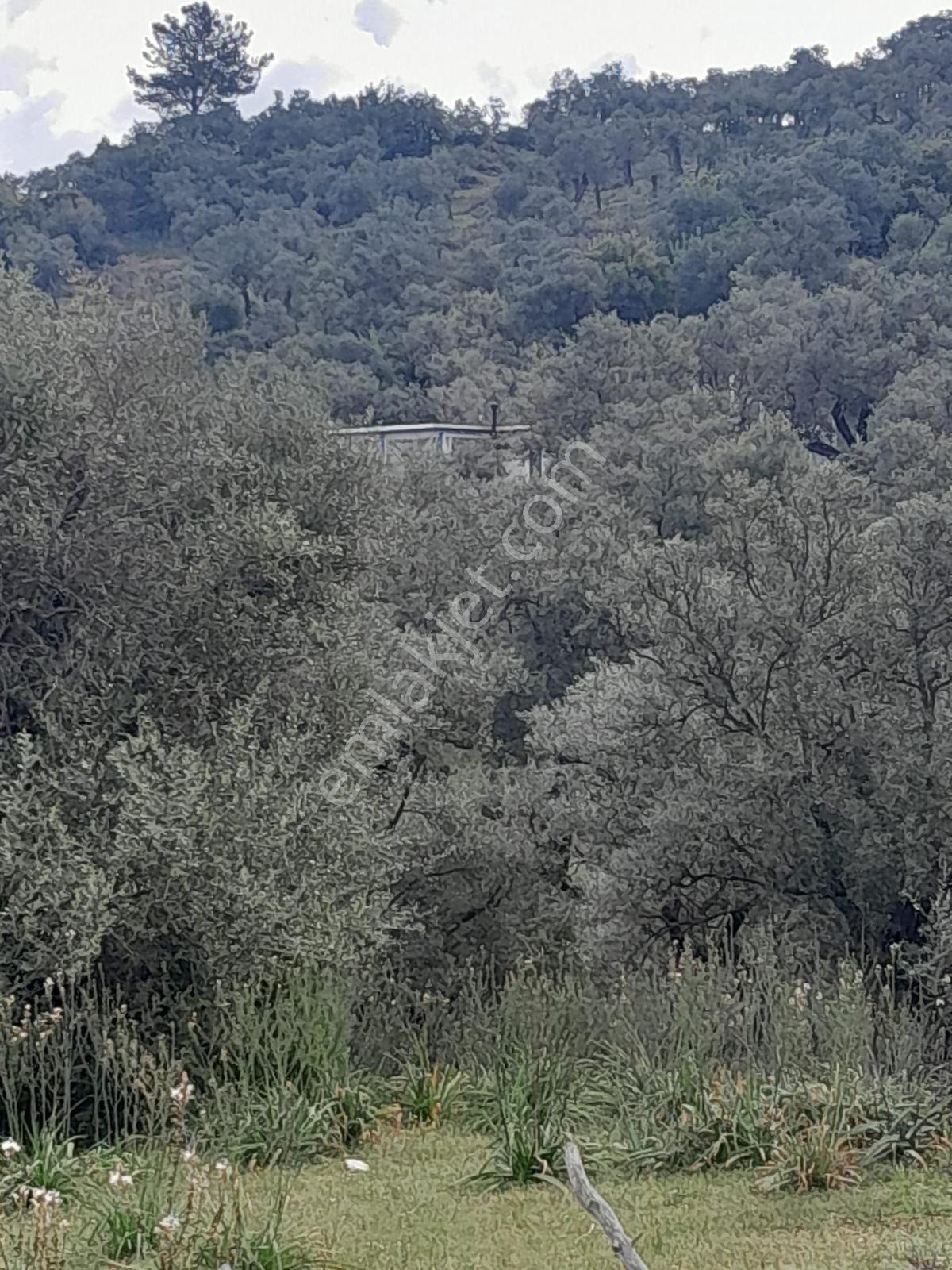 Muğla Milas Pınarcık Köyünde Satılık Zeytinlik - Görsel 4