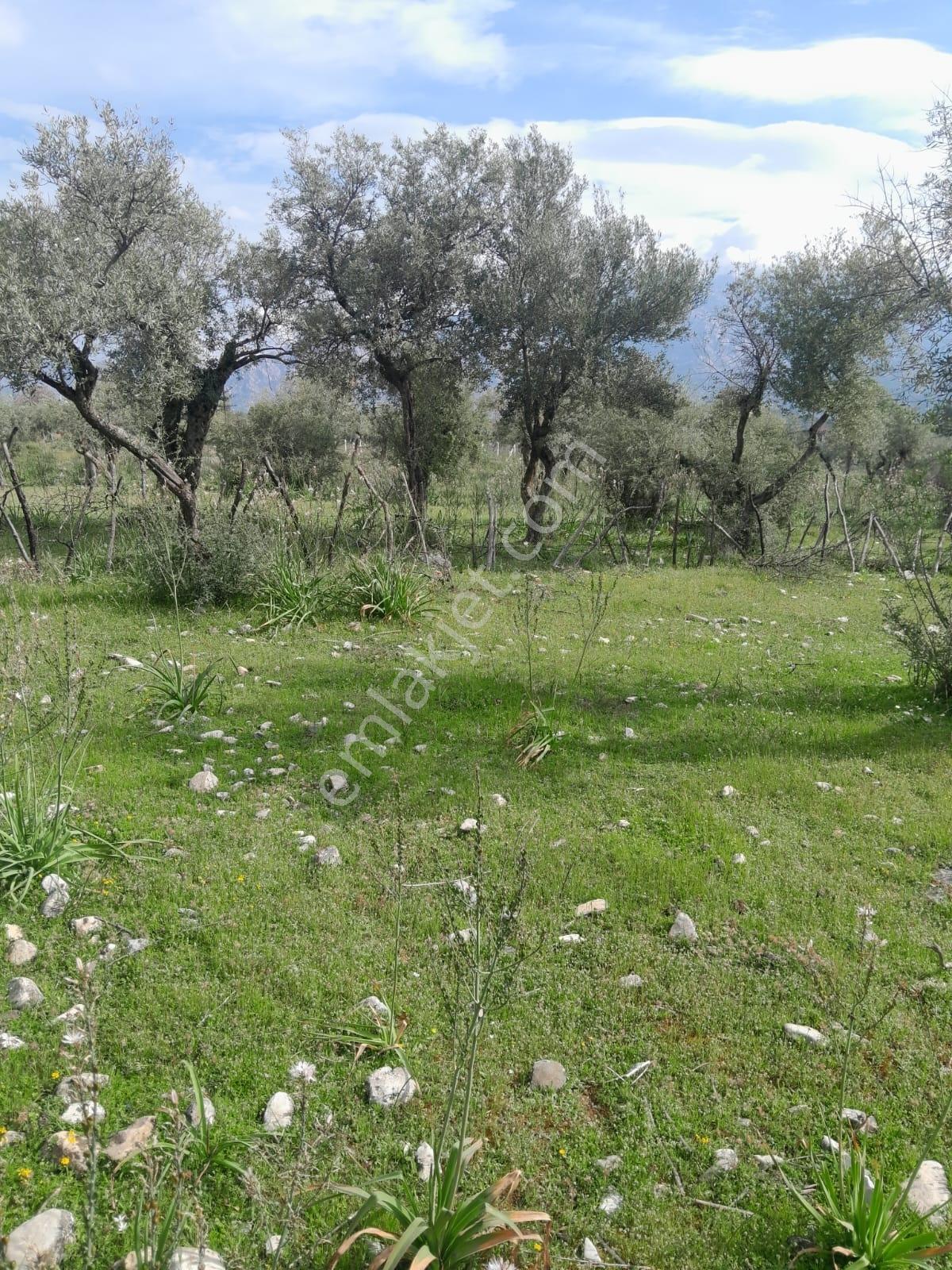 Muğla Milas Pınarcık Köyünde Satılık Zeytinlik