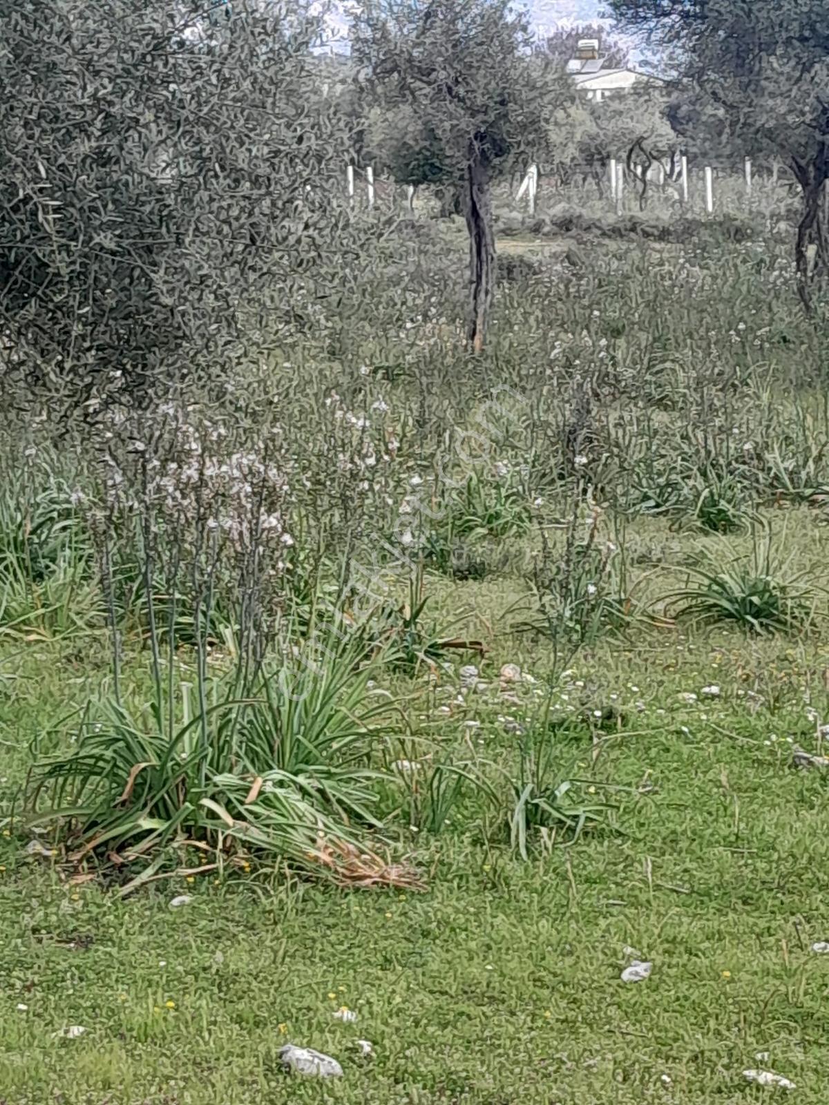 Muğla Milas Pınarcık Köyünde Satılık Zeytinlik - Görsel 7