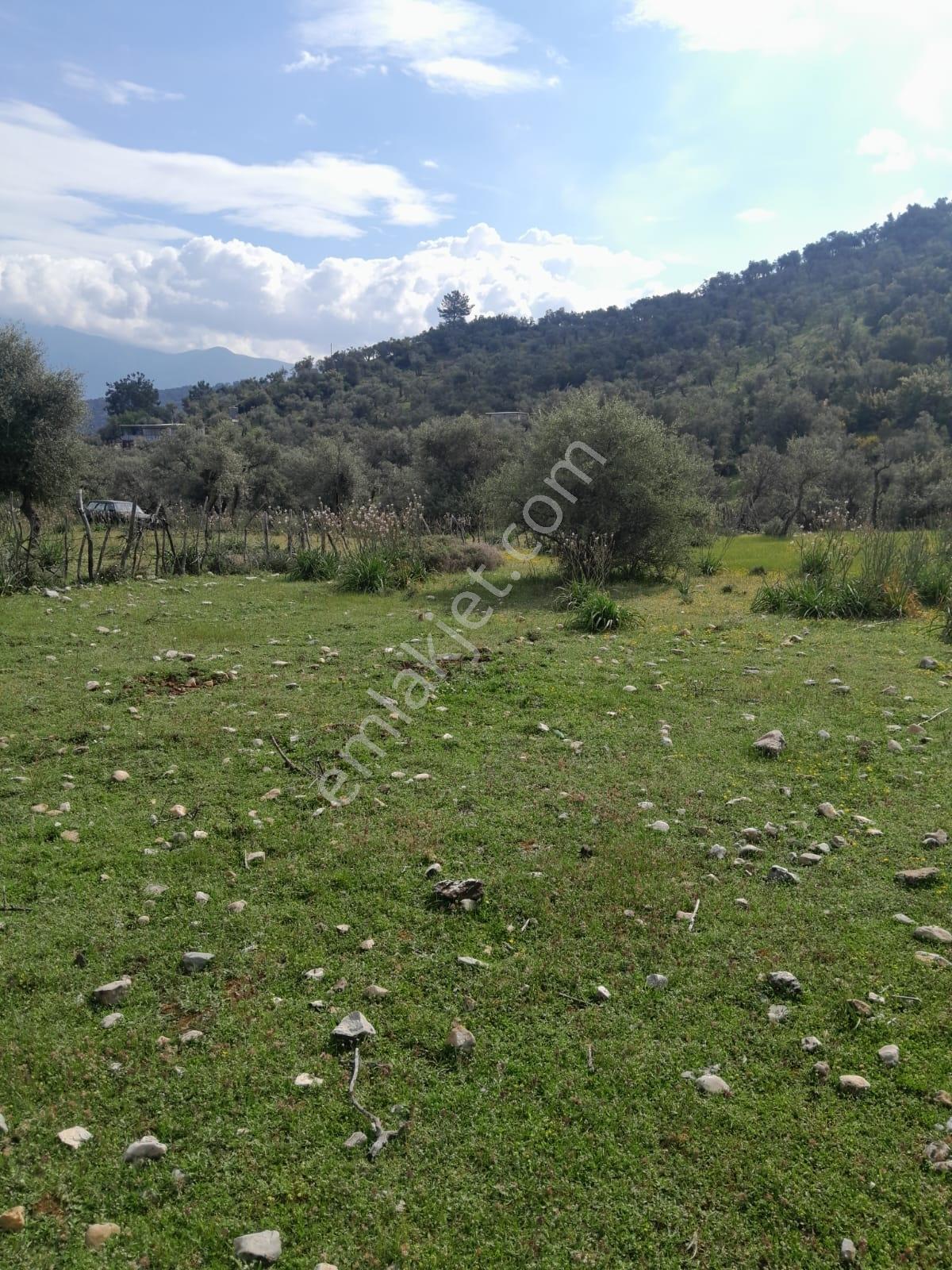 Muğla Milas Pınarcık Köyünde Satılık Zeytinlik - Görsel 11