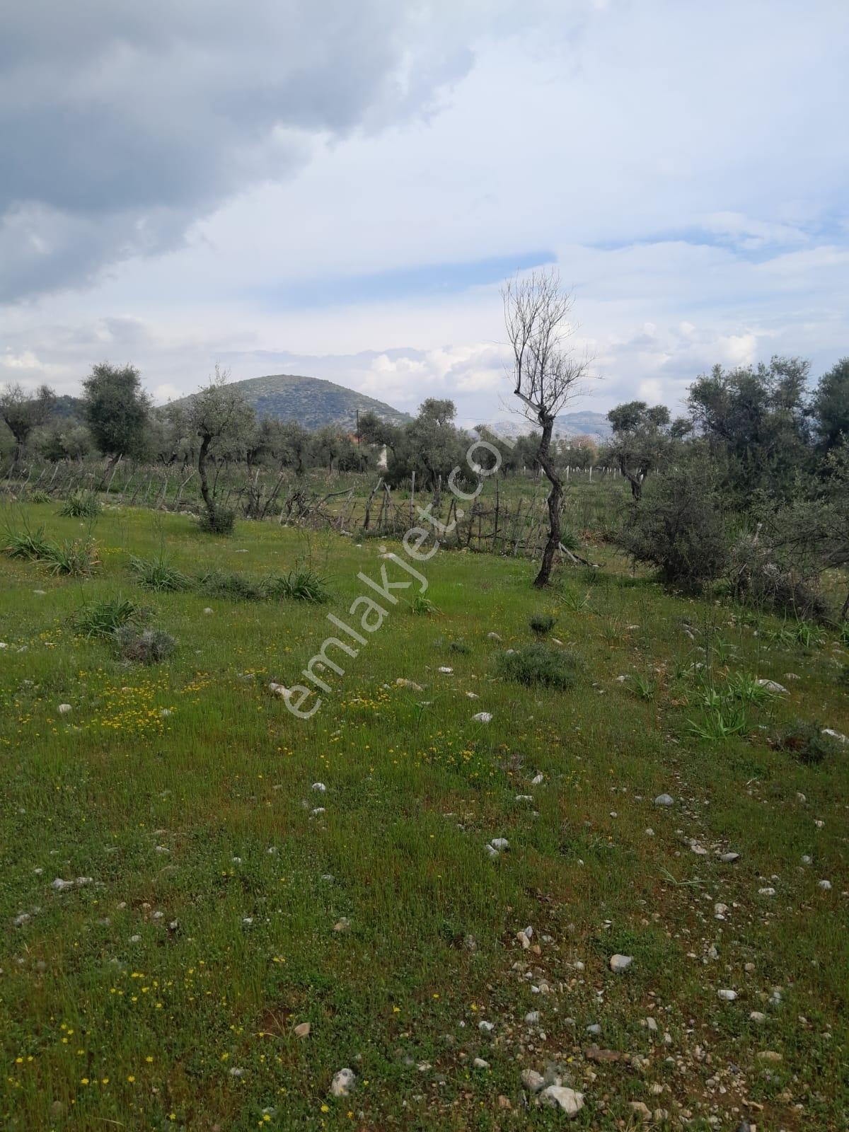 Muğla Milas Pınarcık Köyünde Satılık Zeytinlik - Görsel 6