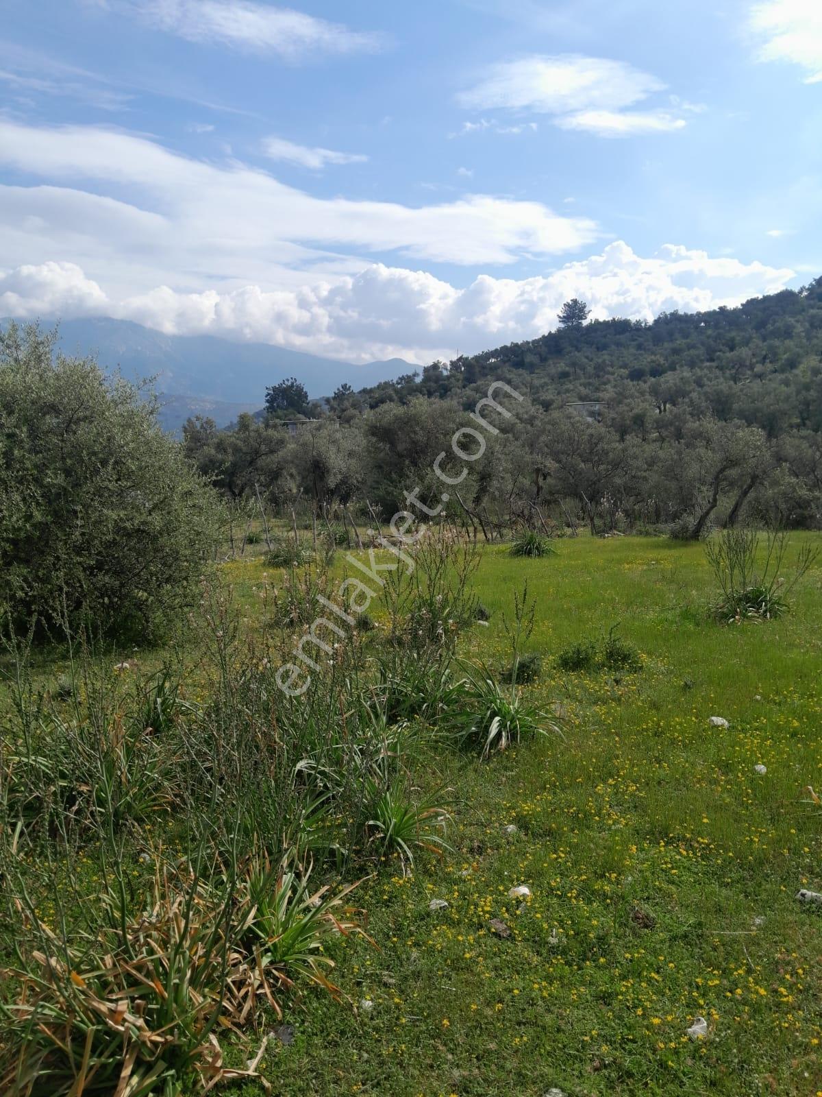 Muğla Milas Pınarcık Köyünde Satılık Zeytinlik - Görsel 9