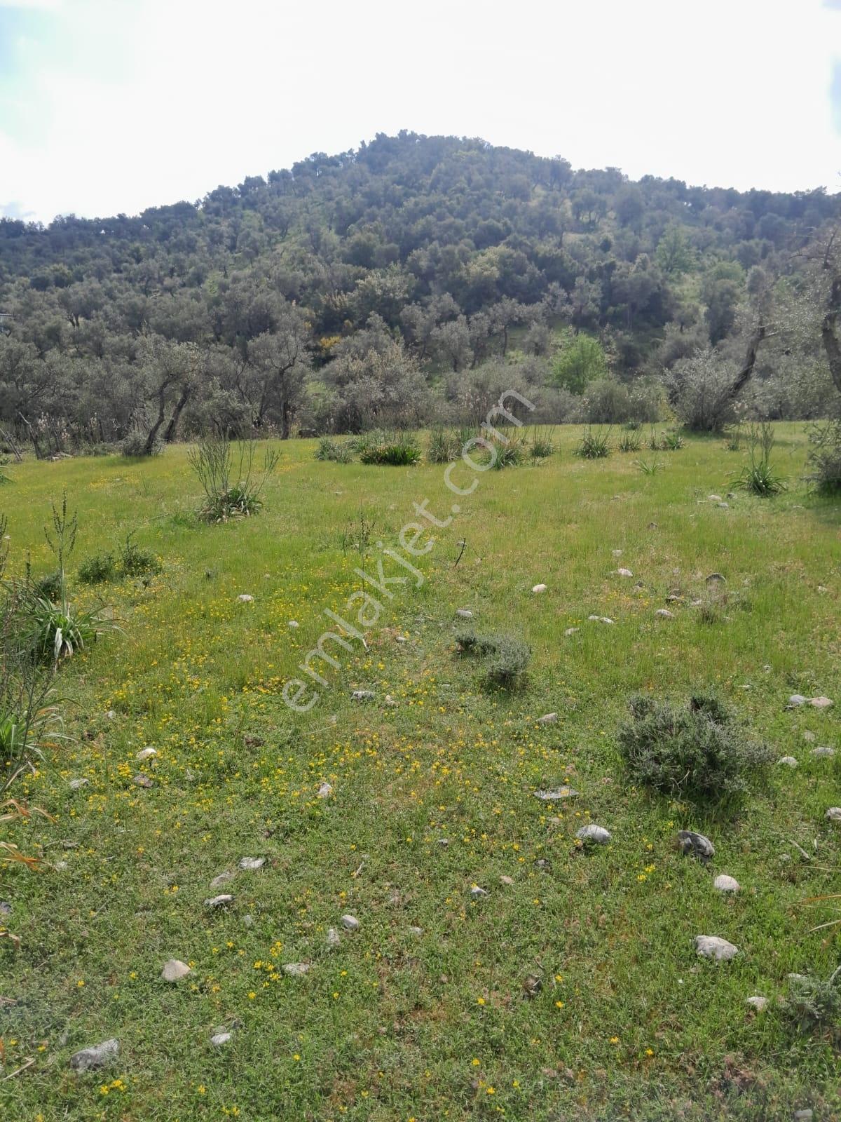 Muğla Milas Pınarcık Köyünde Satılık Zeytinlik - Görsel 10