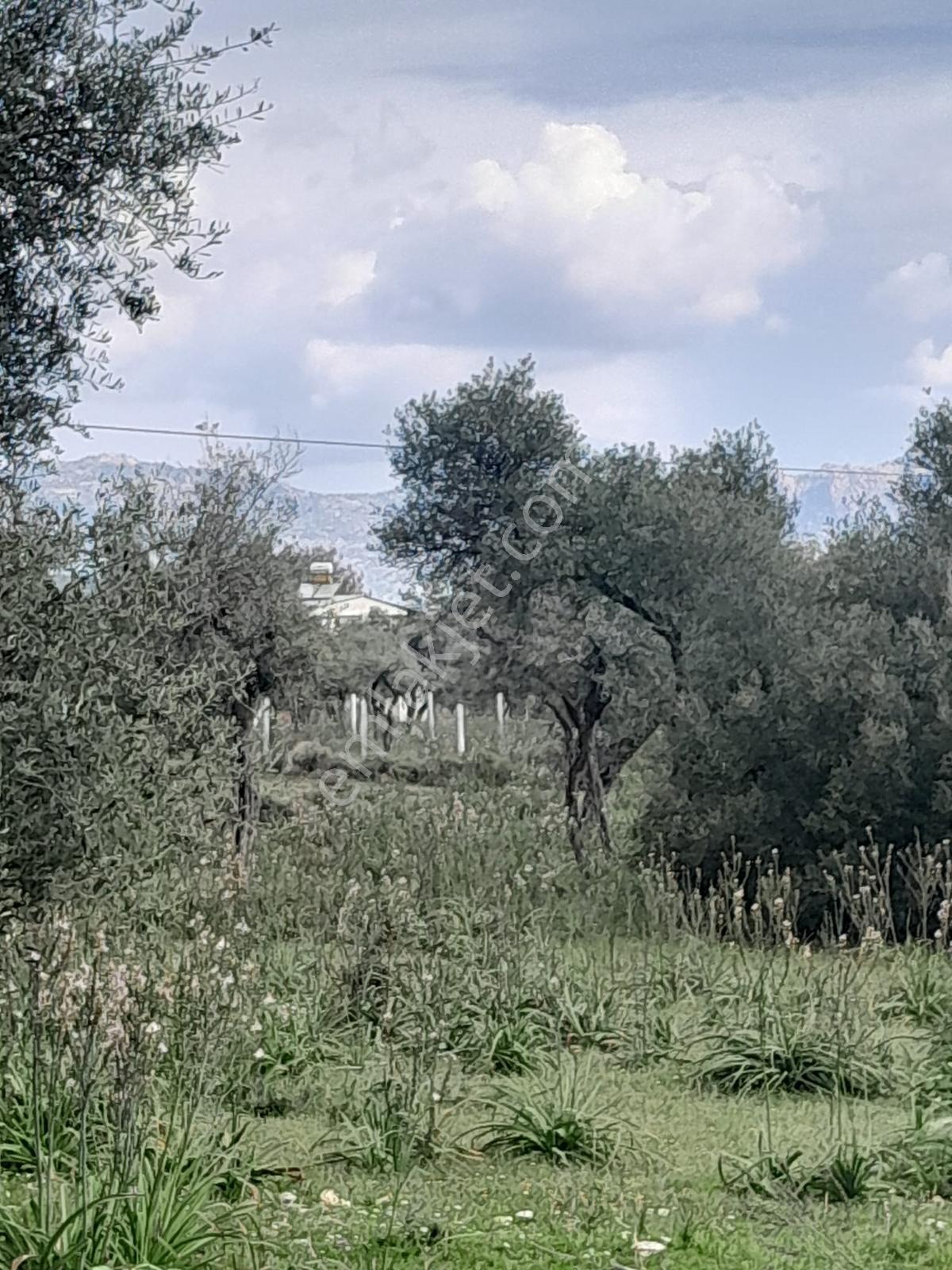 Muğla Milas Pınarcık Köyünde Satılık Zeytinlik - Görsel 2