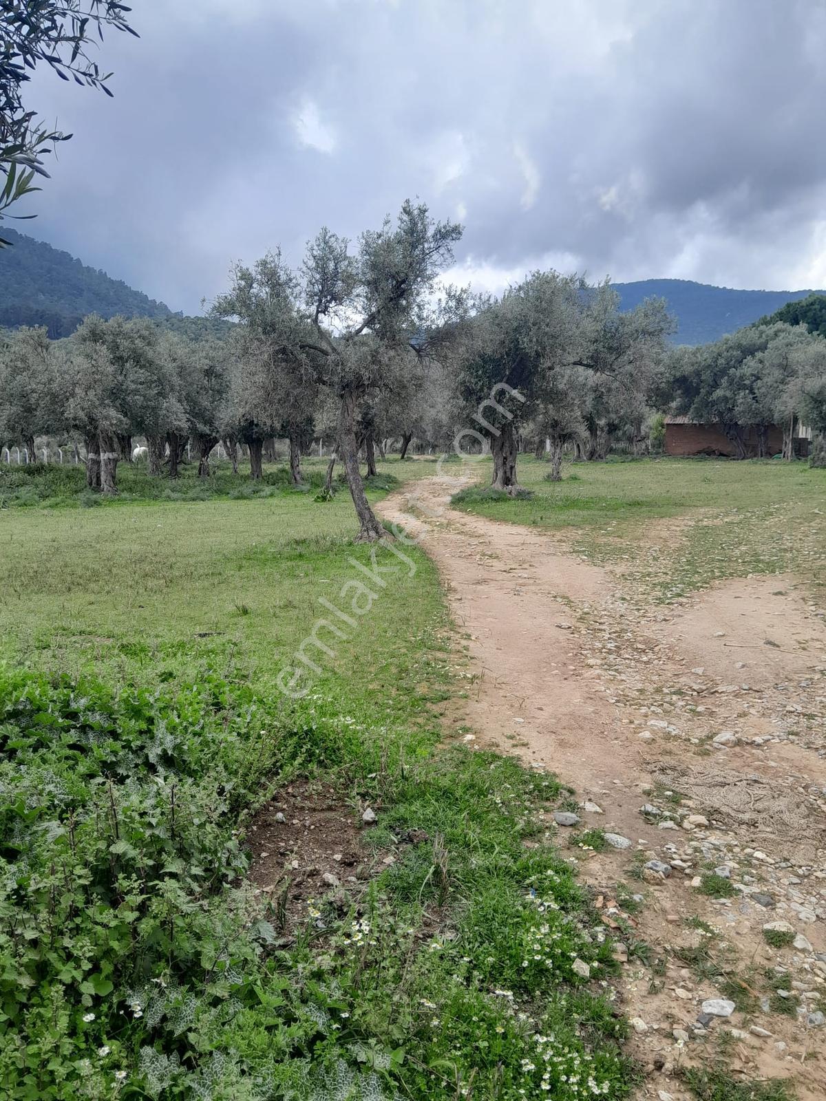 Muğla Milas Pınarcık Köyünde Satılık Zeytinlik - Görsel 16