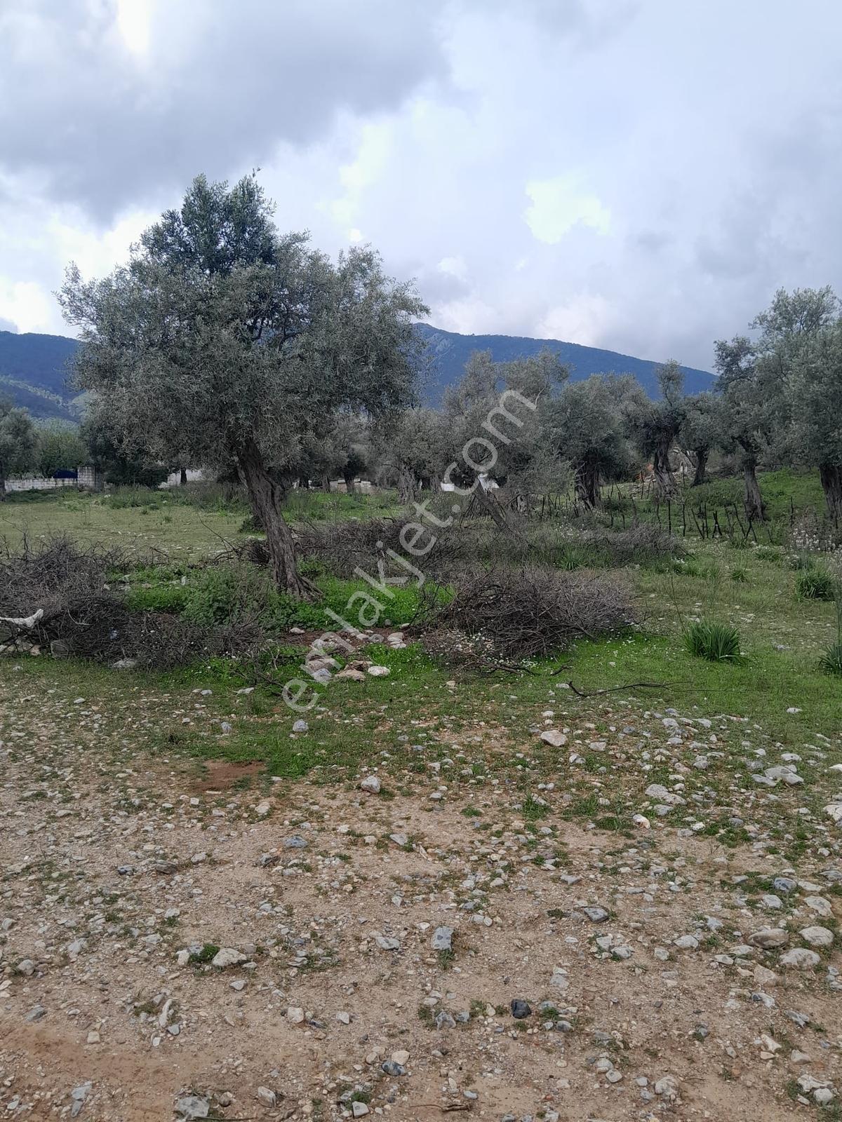 Muğla Milas Pınarcık Köyünde Satılık Zeytinlik - Görsel 15