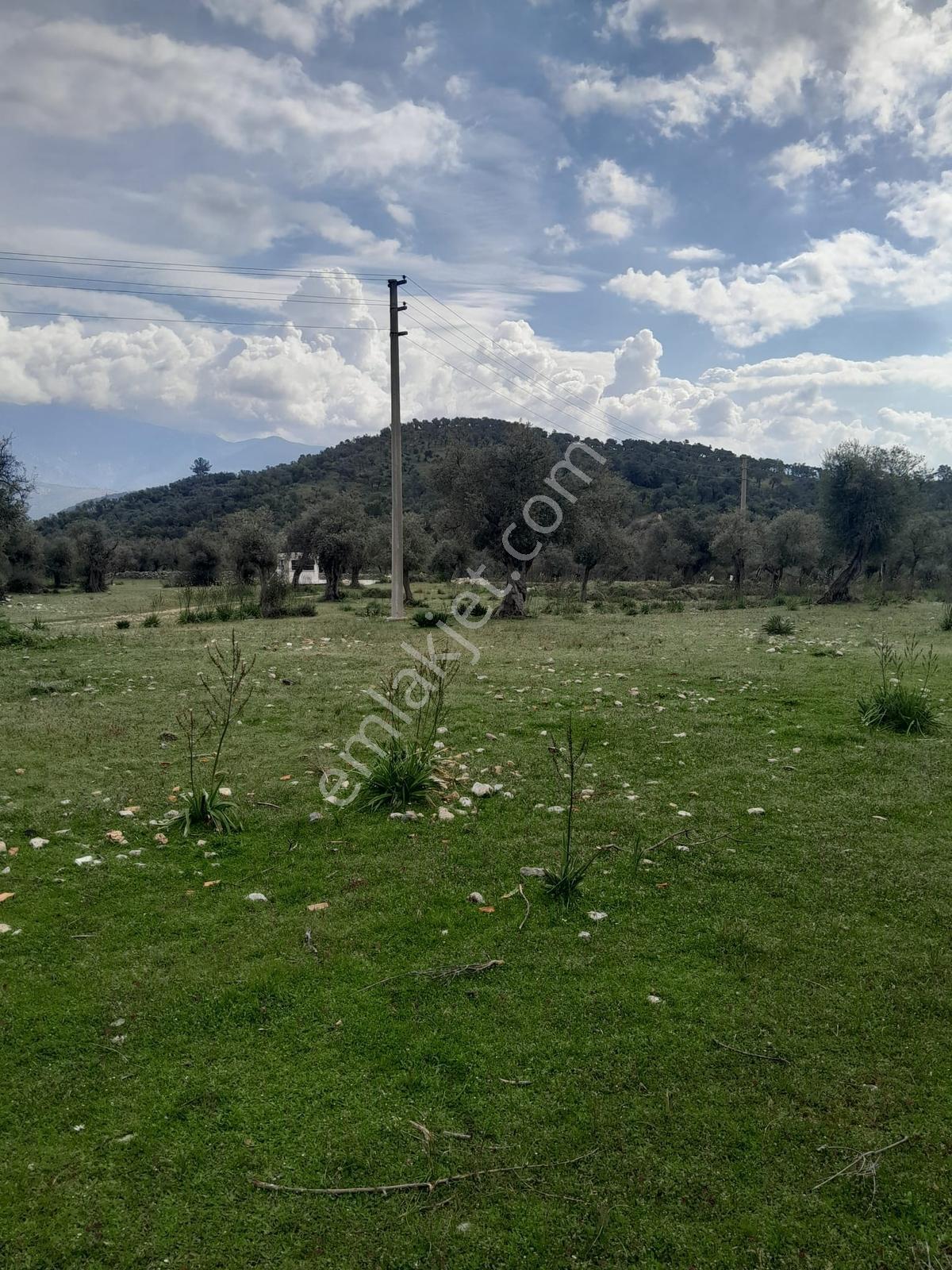 Muğla Milas Pınarcık Köyünde Satılık Zeytinlik - Görsel 7