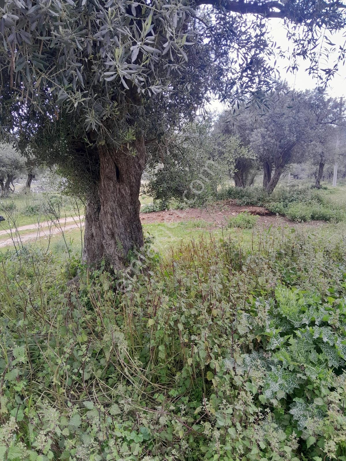 Muğla Milas Pınarcık Köyünde Satılık Zeytinlik - Görsel 6