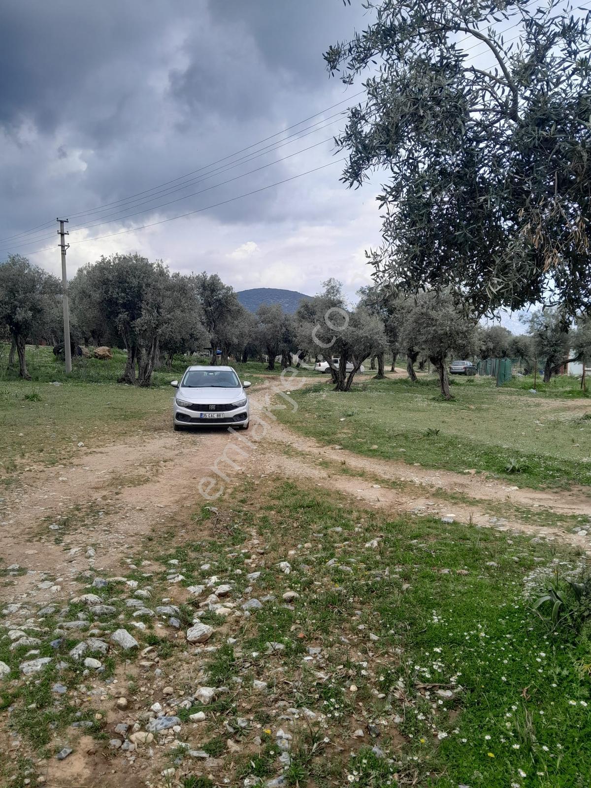Muğla Milas Pınarcık Köyünde Satılık Zeytinlik - Görsel 13