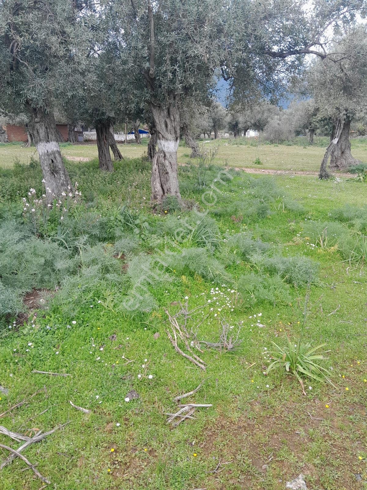 Muğla Milas Pınarcık Köyünde Satılık Zeytinlik - Görsel 5
