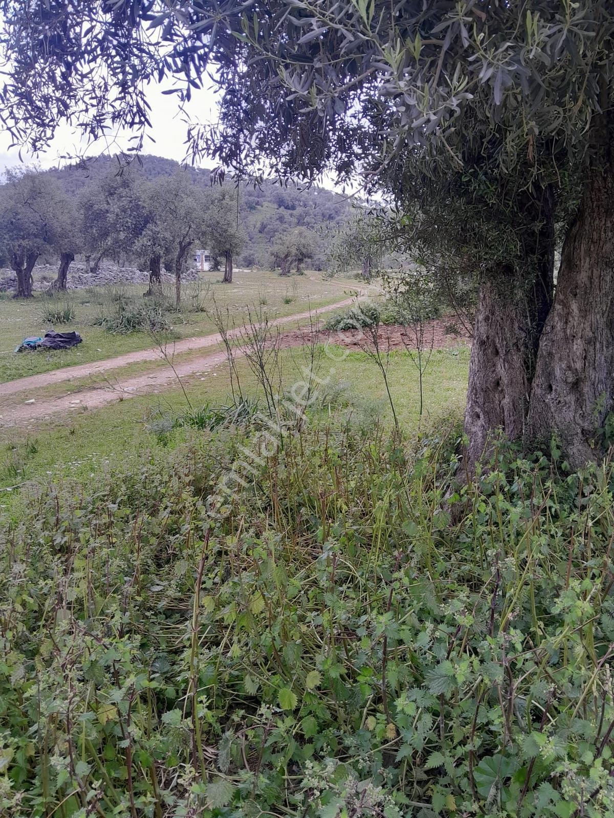 Muğla Milas Pınarcık Köyünde Satılık Zeytinlik - Görsel 8