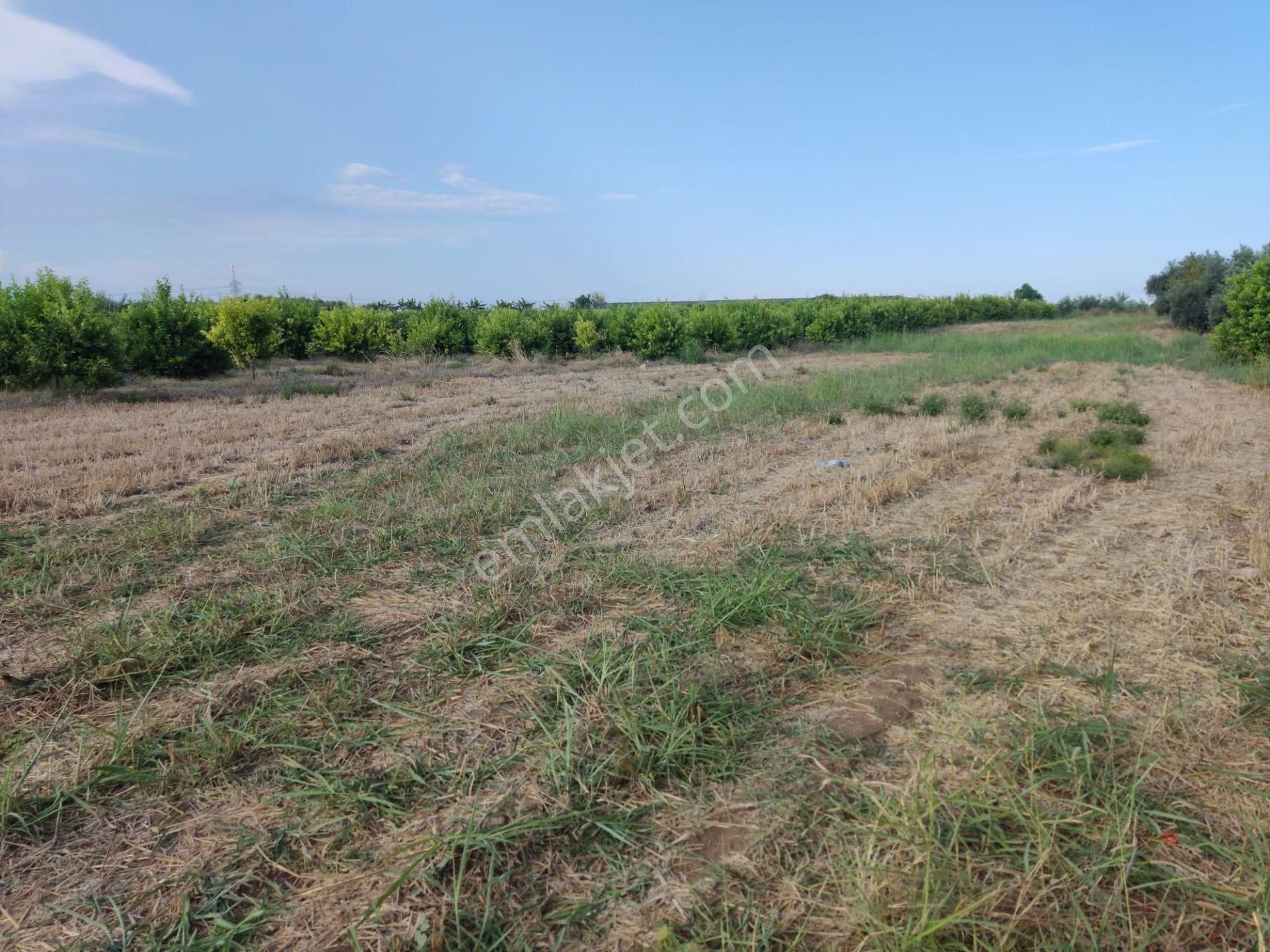 Aslandan Elvanlı Merkezinde 2.500 M2 Cazip Fiyatlı Satılık Tarla - Görsel 4