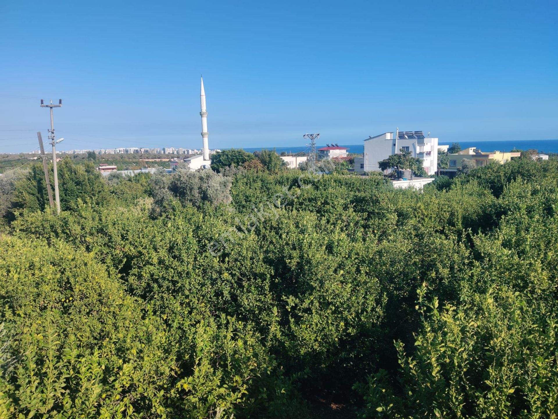 Mersin Erdemli Kargıcak 4.869 M2 Arsa Ve İçinde 2+1 Müstakil Daire - Görsel 5