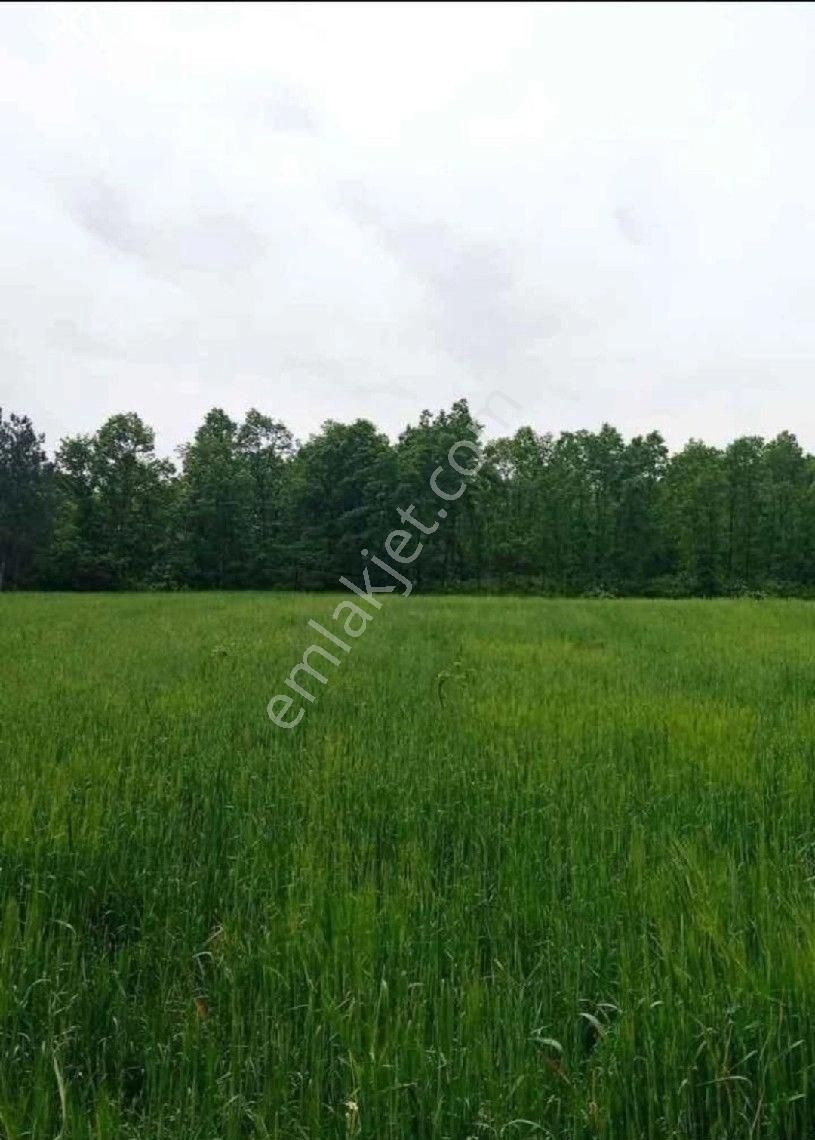 Bursa/kestel-erdoğan Köyde Satılık ( 6.486 M2 ) Müstakil Tapulu Tarla . - Görsel 3
