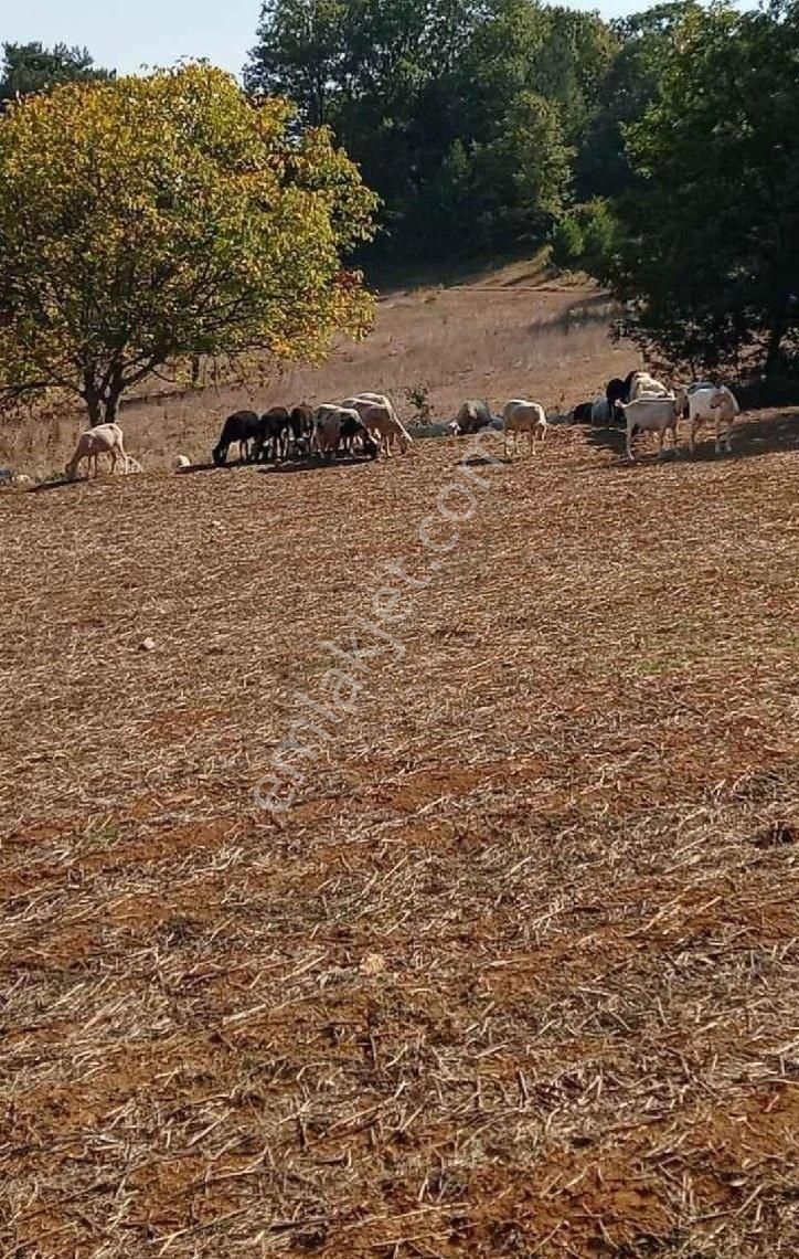 Bursa/yıldırım-ümitalan Köyünde ( 5.o34 M2 ) Müstakil Tapulu Tarla. - Görsel 4