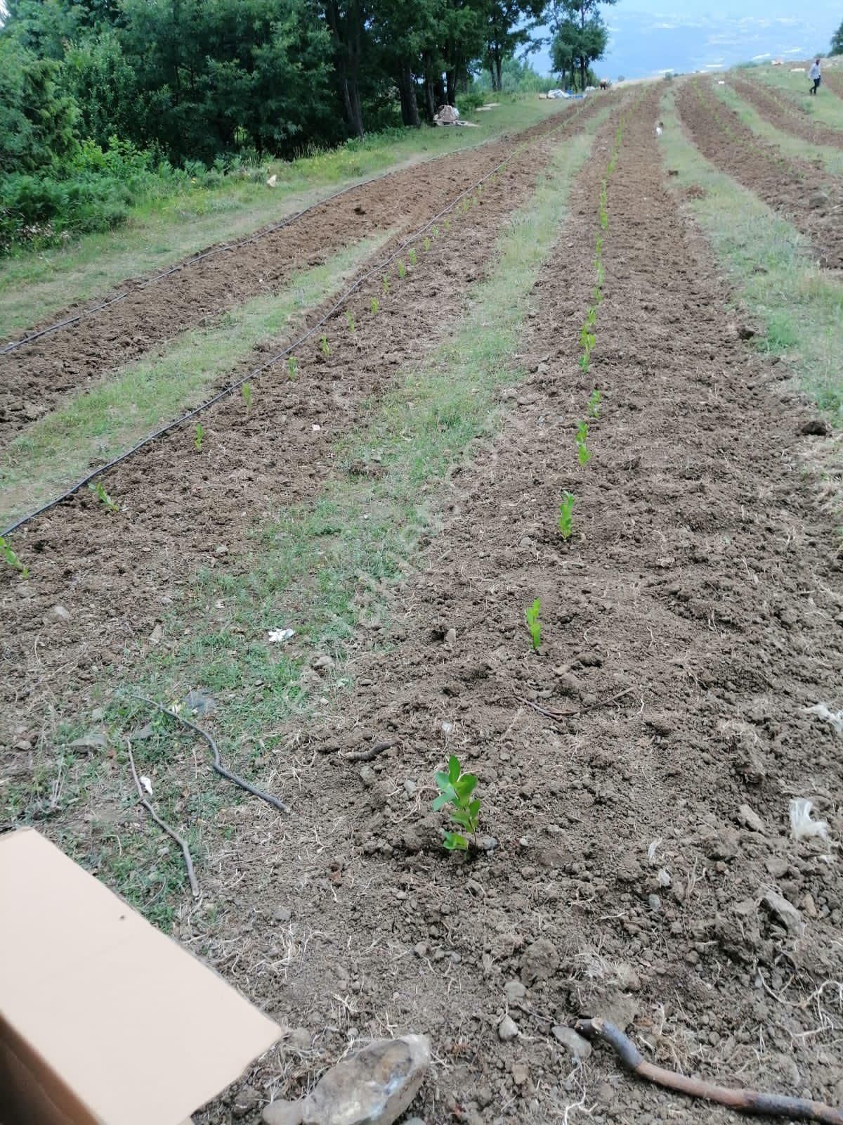 Geyve Doğantepede Mah. Satılık Tarla - Görsel 4