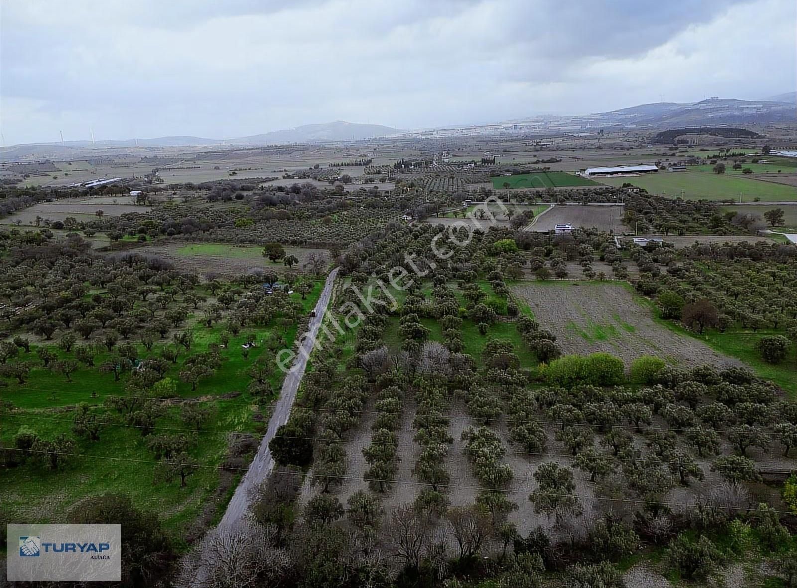Aliağa Güzelhisarda 6117m2 Müstakil Tapulu Zeytinlik - Görsel 3