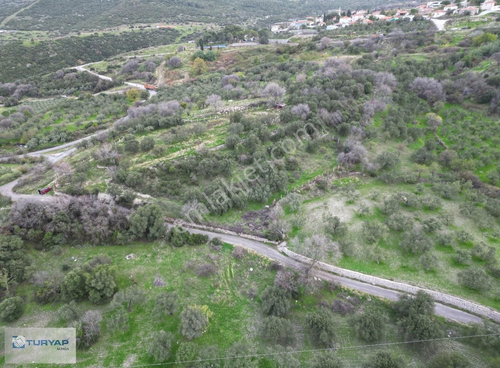 Aliağa Güzelhisarda 6117m2 Müstakil Tapulu Zeytinlik - Görsel 9