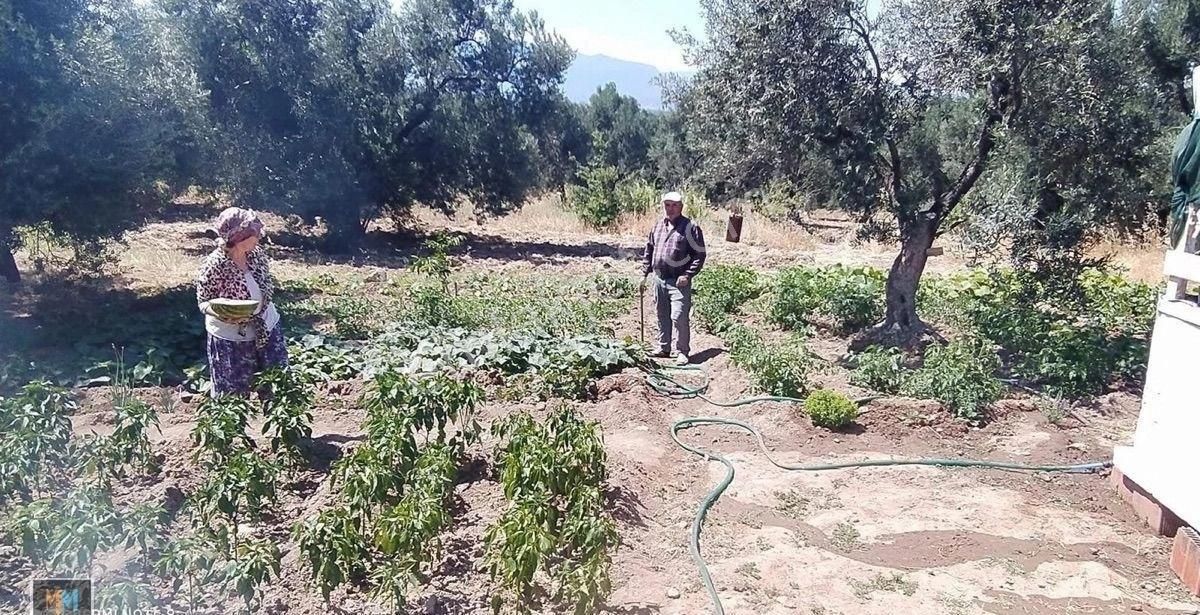 Mirya’ Dan Dutluca Köyünde Fırsat Zeytinlik - Görsel 3