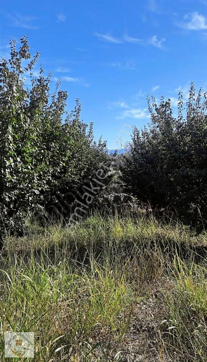 Karaman Mersin Yoluna 100 Metre Mesafede Stılık Kayısı Bahçesi