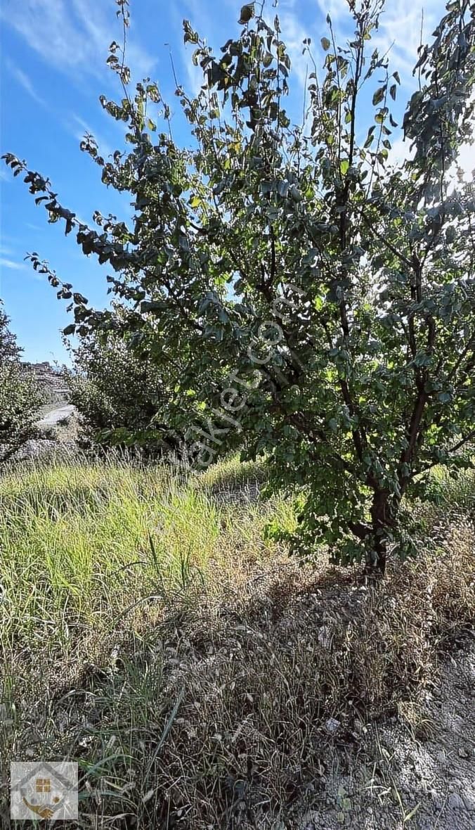 Karaman Mersin Yoluna 100 Metre Mesafede Stılık Kayısı Bahçesi - Görsel 7