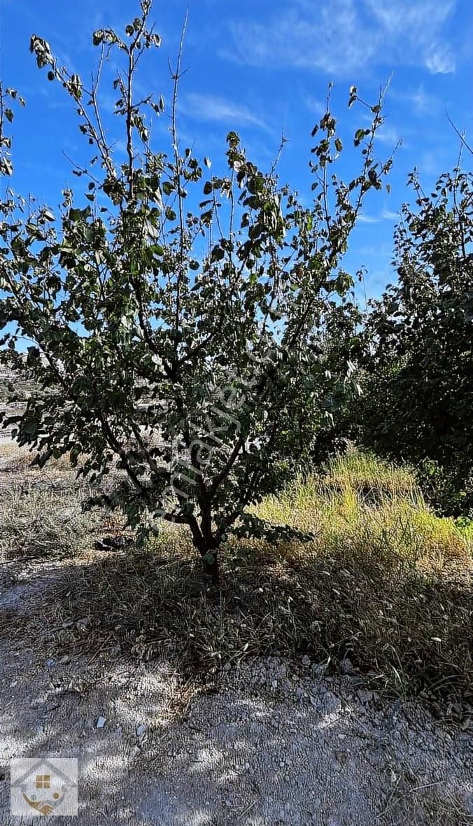 Karaman Mersin Yoluna 100 Metre Mesafede Stılık Kayısı Bahçesi - Görsel 9