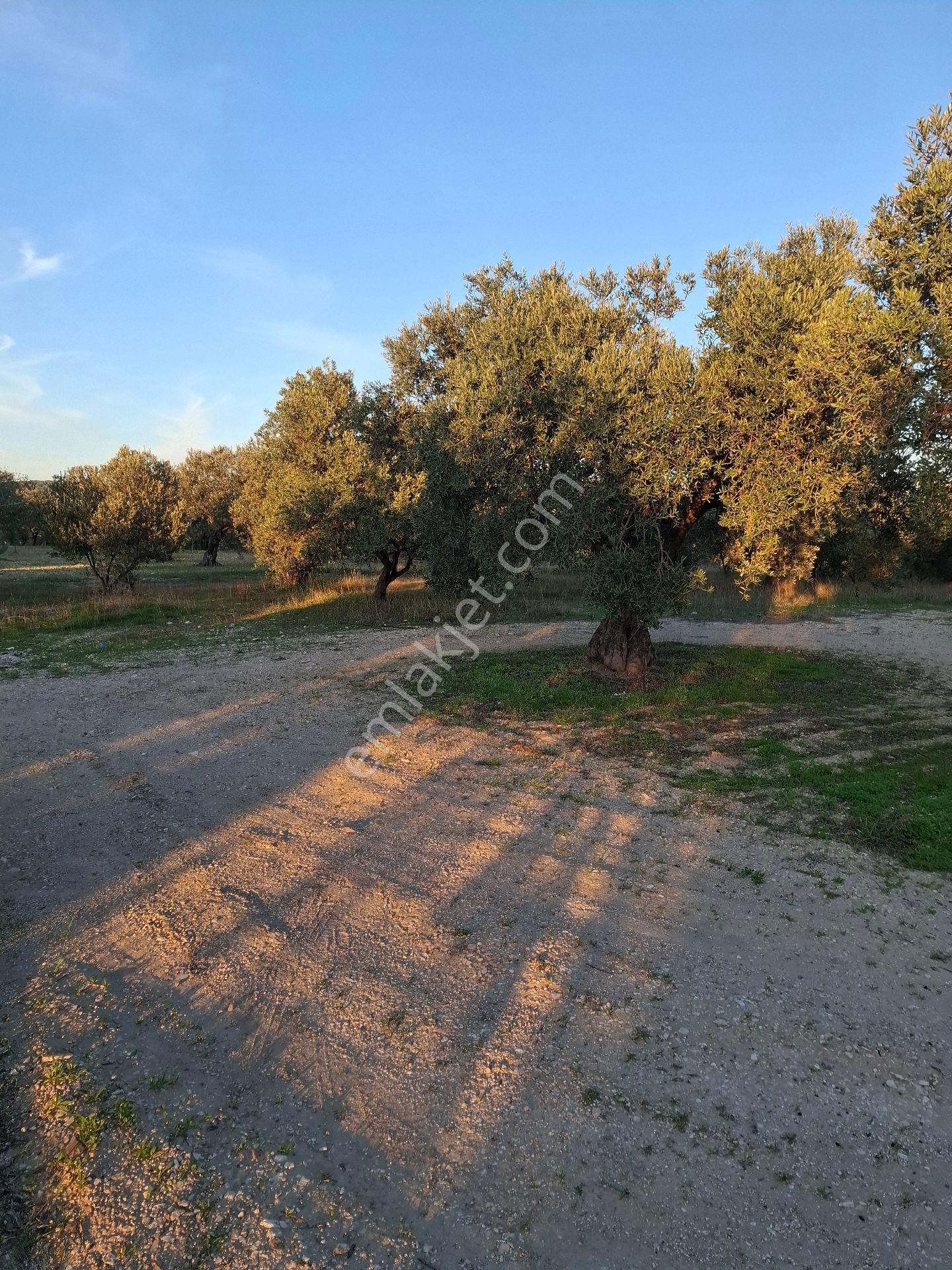 Foçagerenköyde424m2kuponzeytinliksatılıktır - Görsel 13