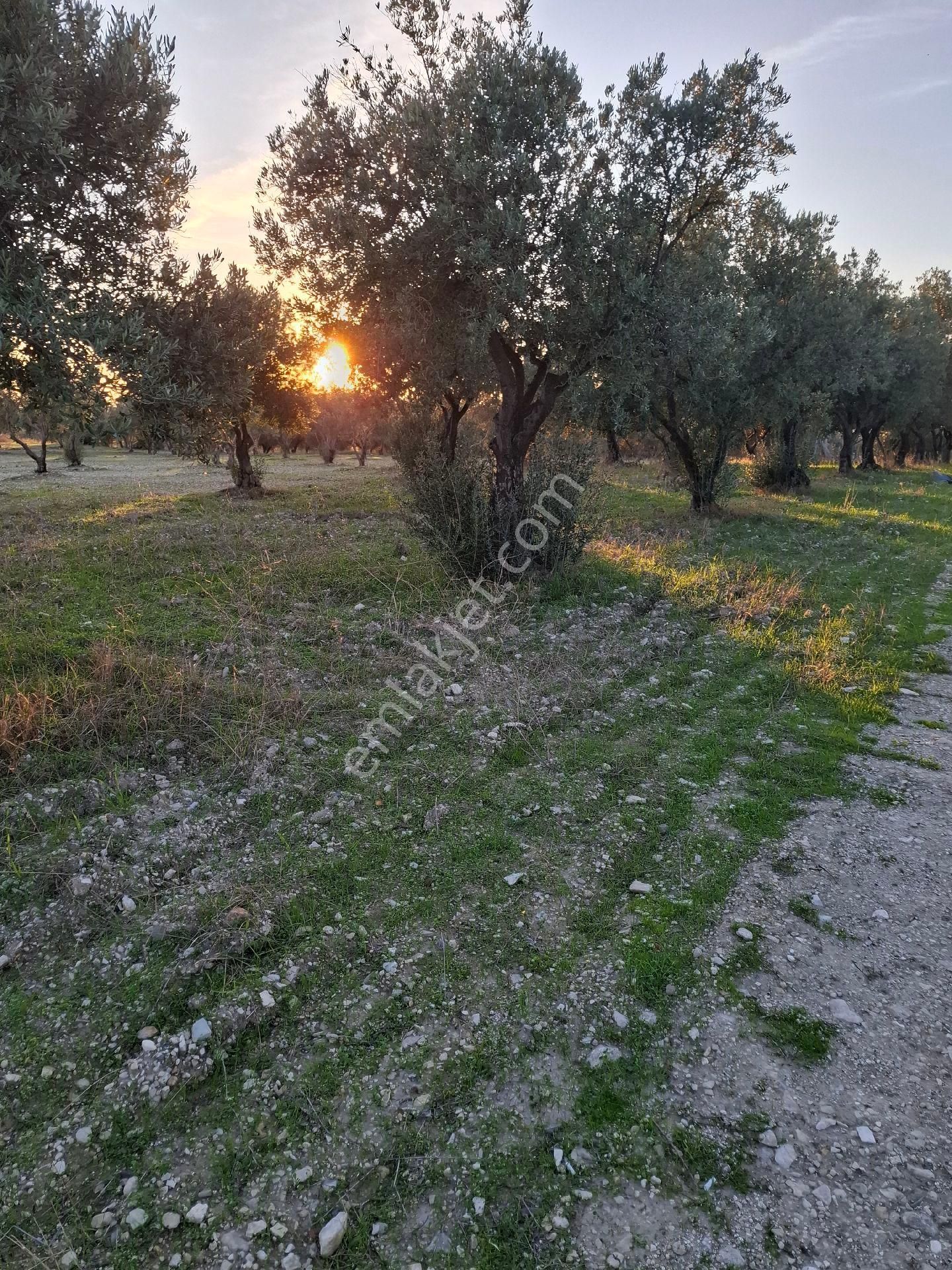 Foçagerenköyde424m2kuponzeytinliksatılıktır - Görsel 31