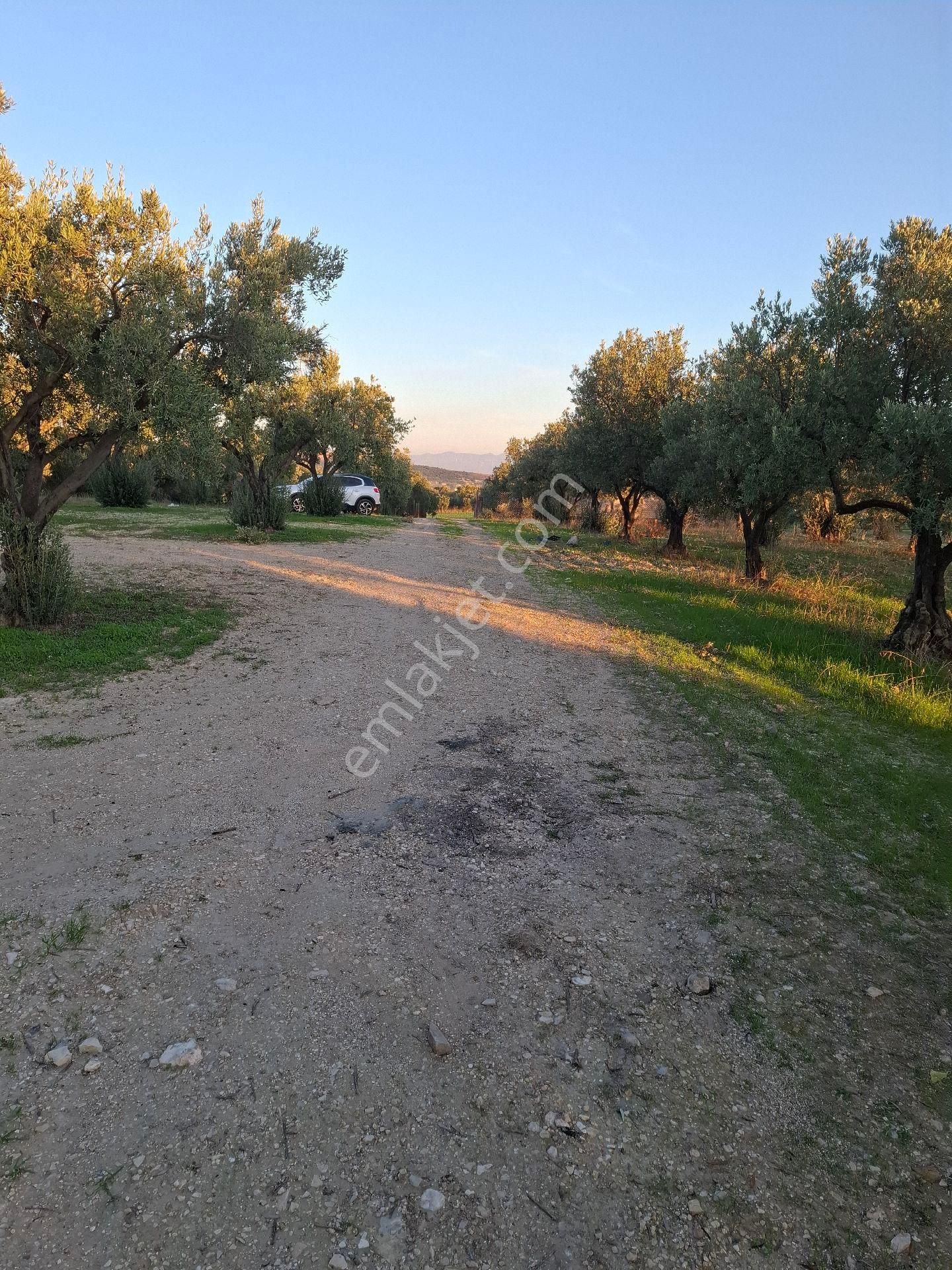 Foçagerenköyde424m2kuponzeytinliksatılıktır - Görsel 17