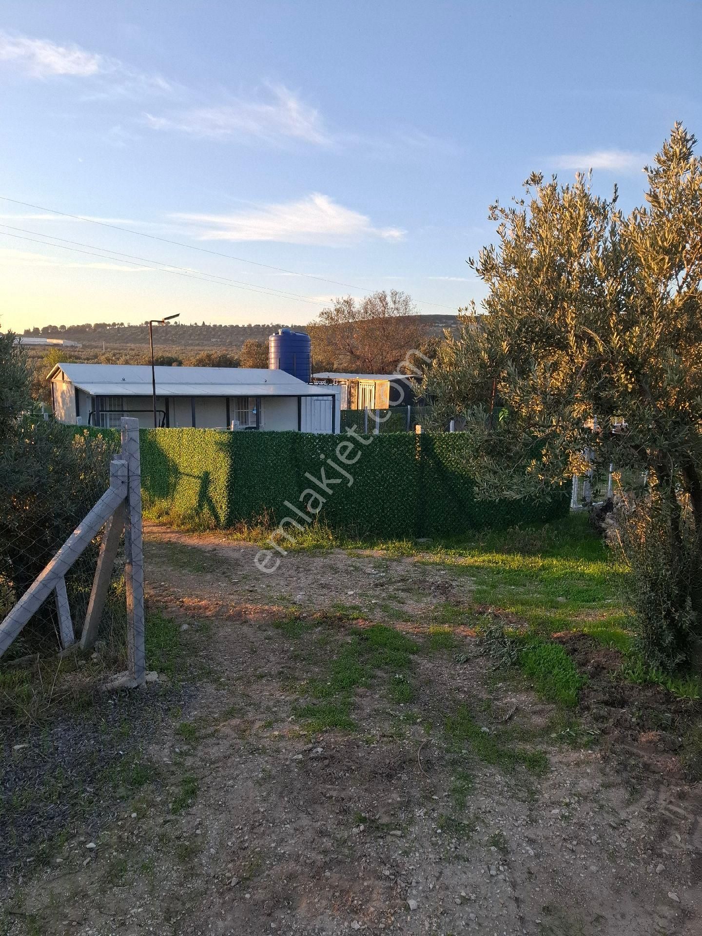 Foçagerenköyde424m2kuponzeytinliksatılıktır - Görsel 6