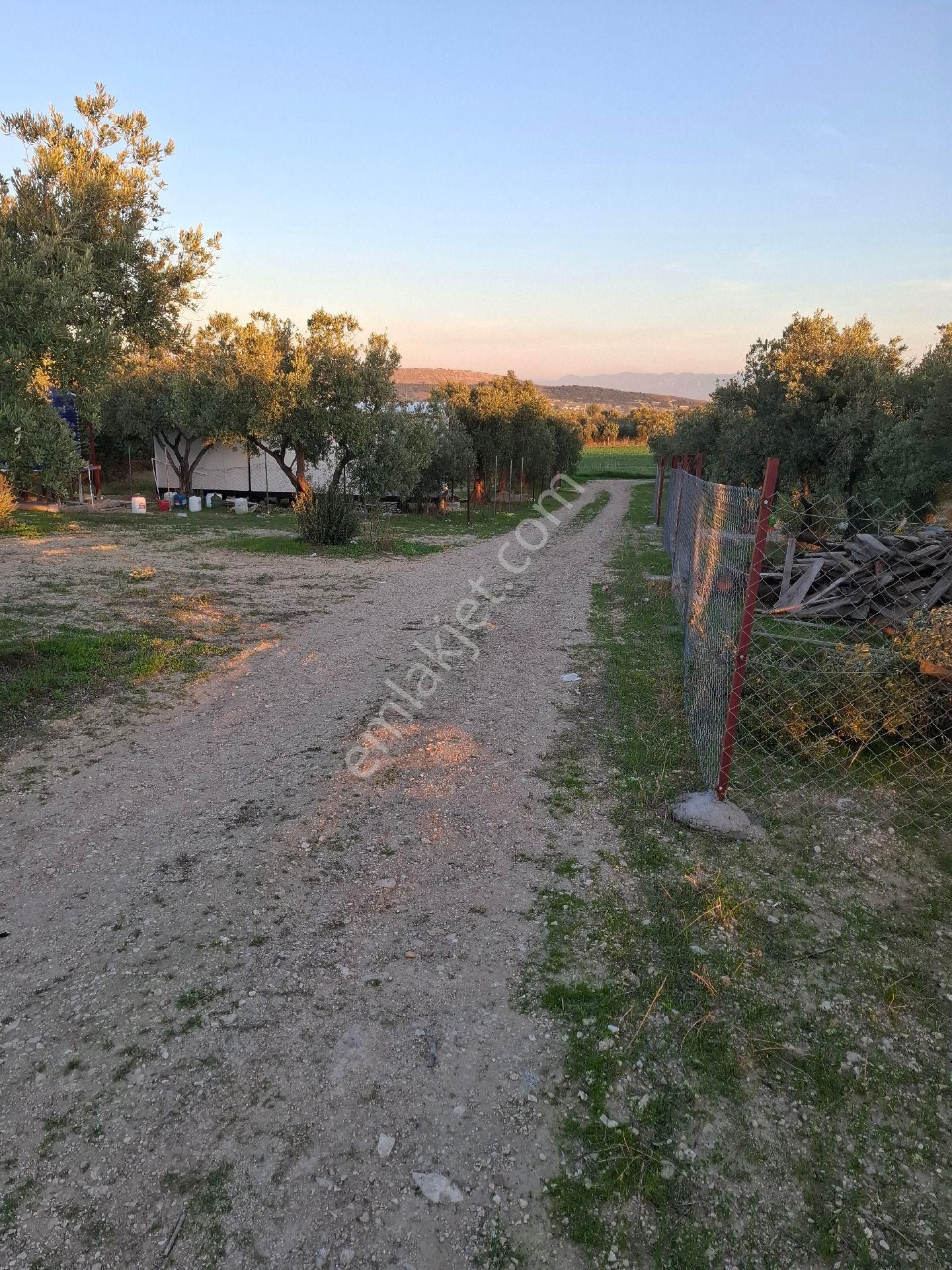 Foçagerenköyde424m2kuponzeytinliksatılıktır - Görsel 27