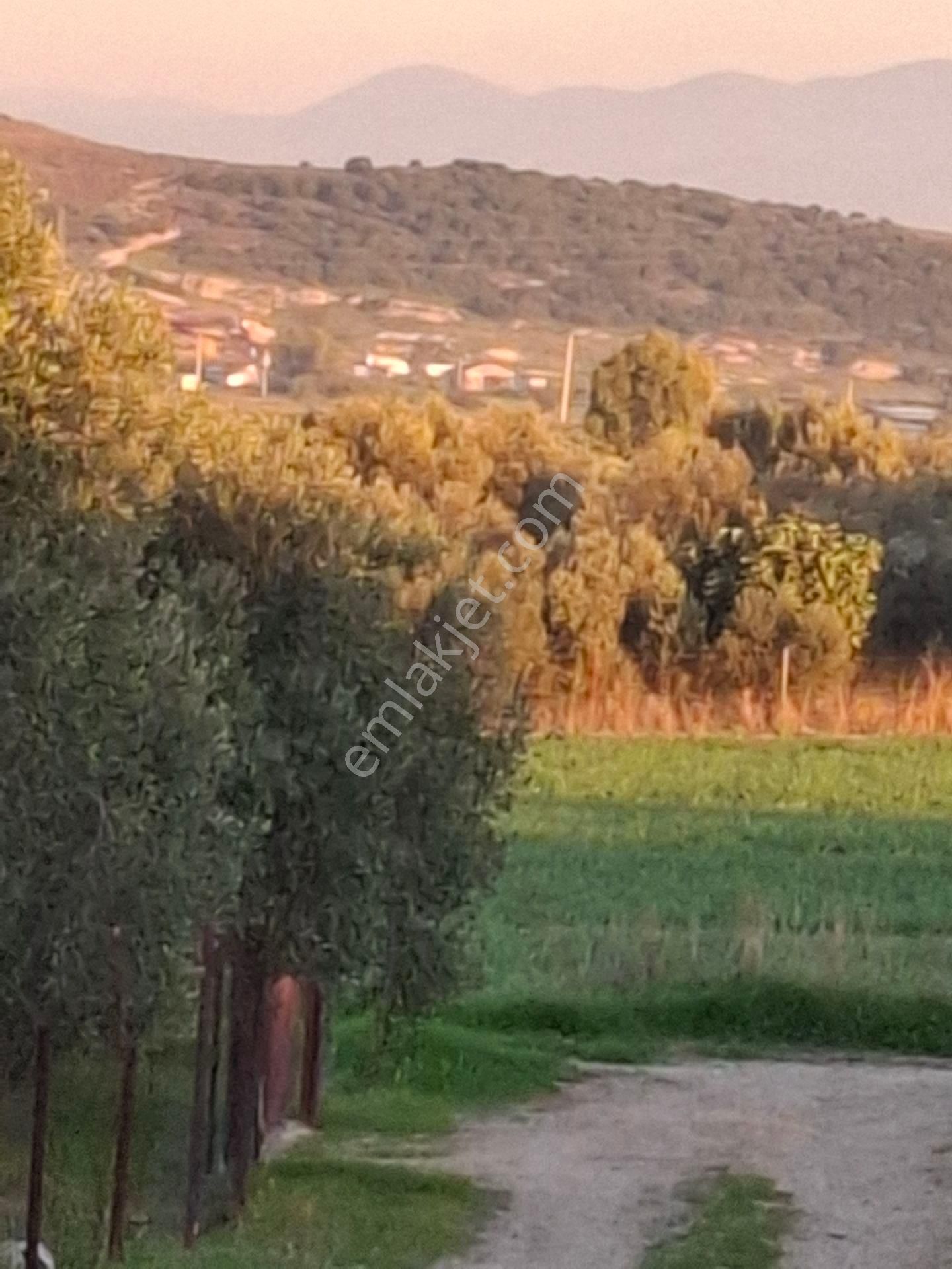 Foçagerenköyde424m2kuponzeytinliksatılıktır - Görsel 2