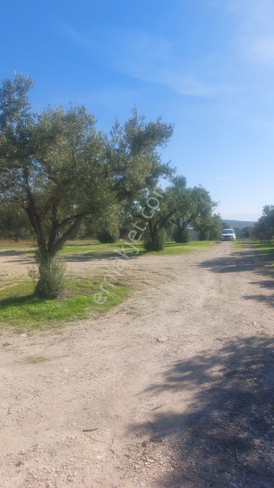 Foçagerenköyde424m2kuponzeytinliksatılıktır - Görsel 35