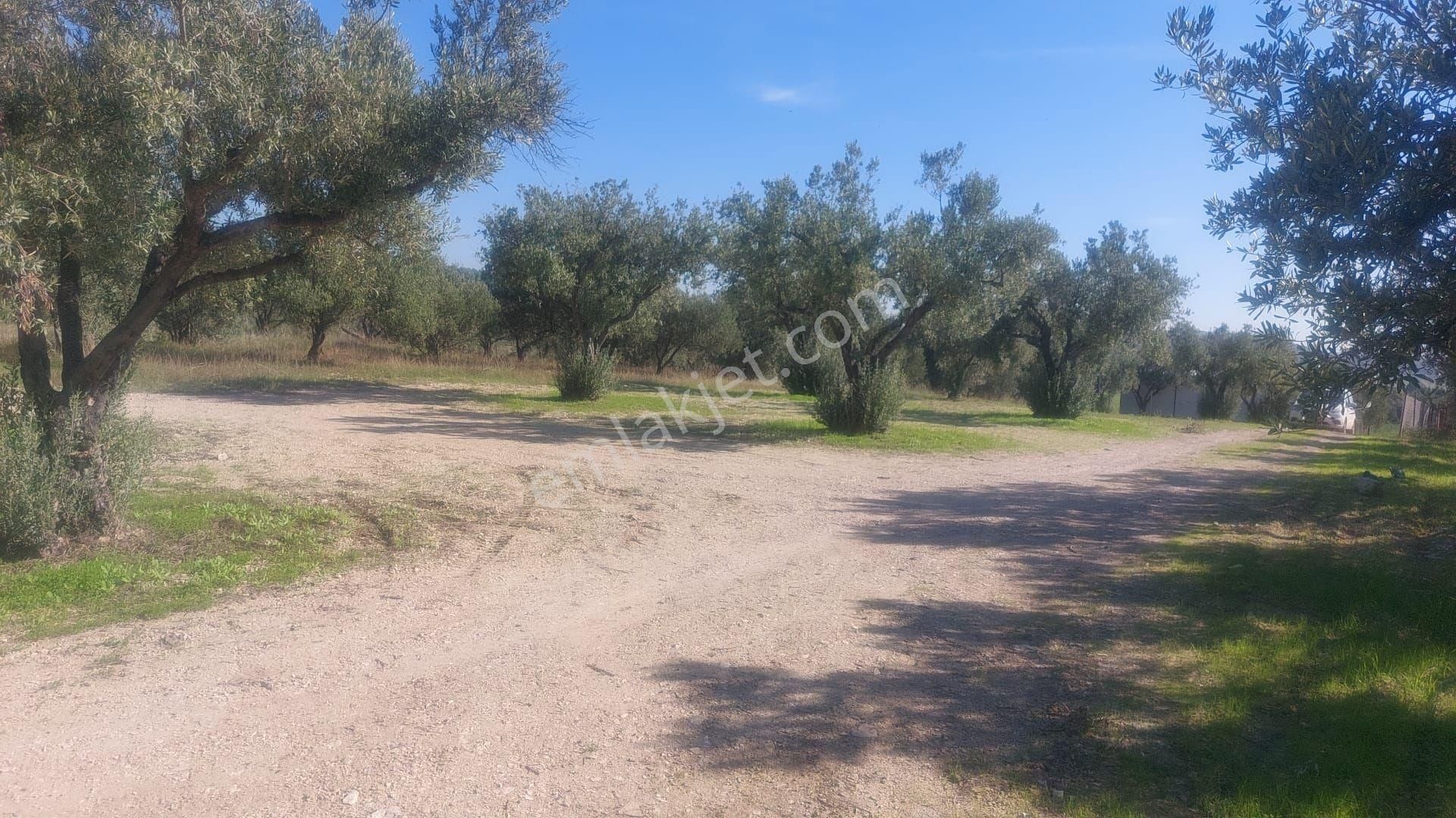 Foçagerenköyde424m2kuponzeytinliksatılıktır - Görsel 33