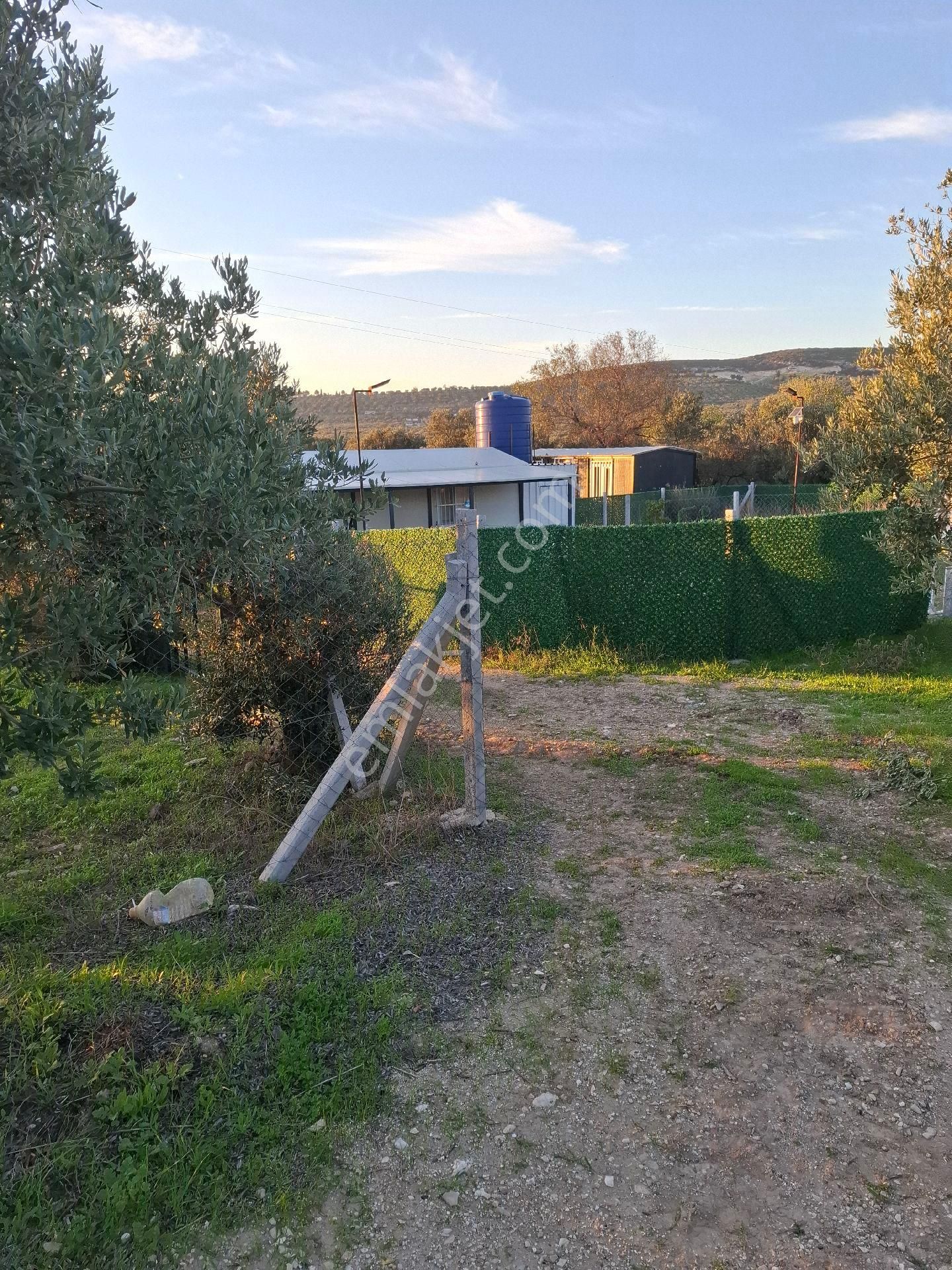 Foçagerenköyde424m2kuponzeytinliksatılıktır - Görsel 5