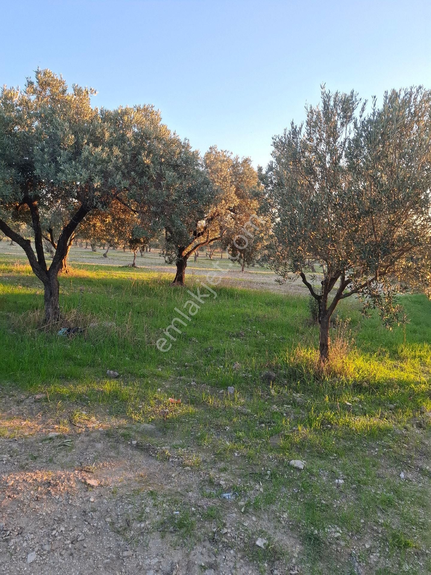 Foçagerenköyde424m2kuponzeytinliksatılıktır - Görsel 10