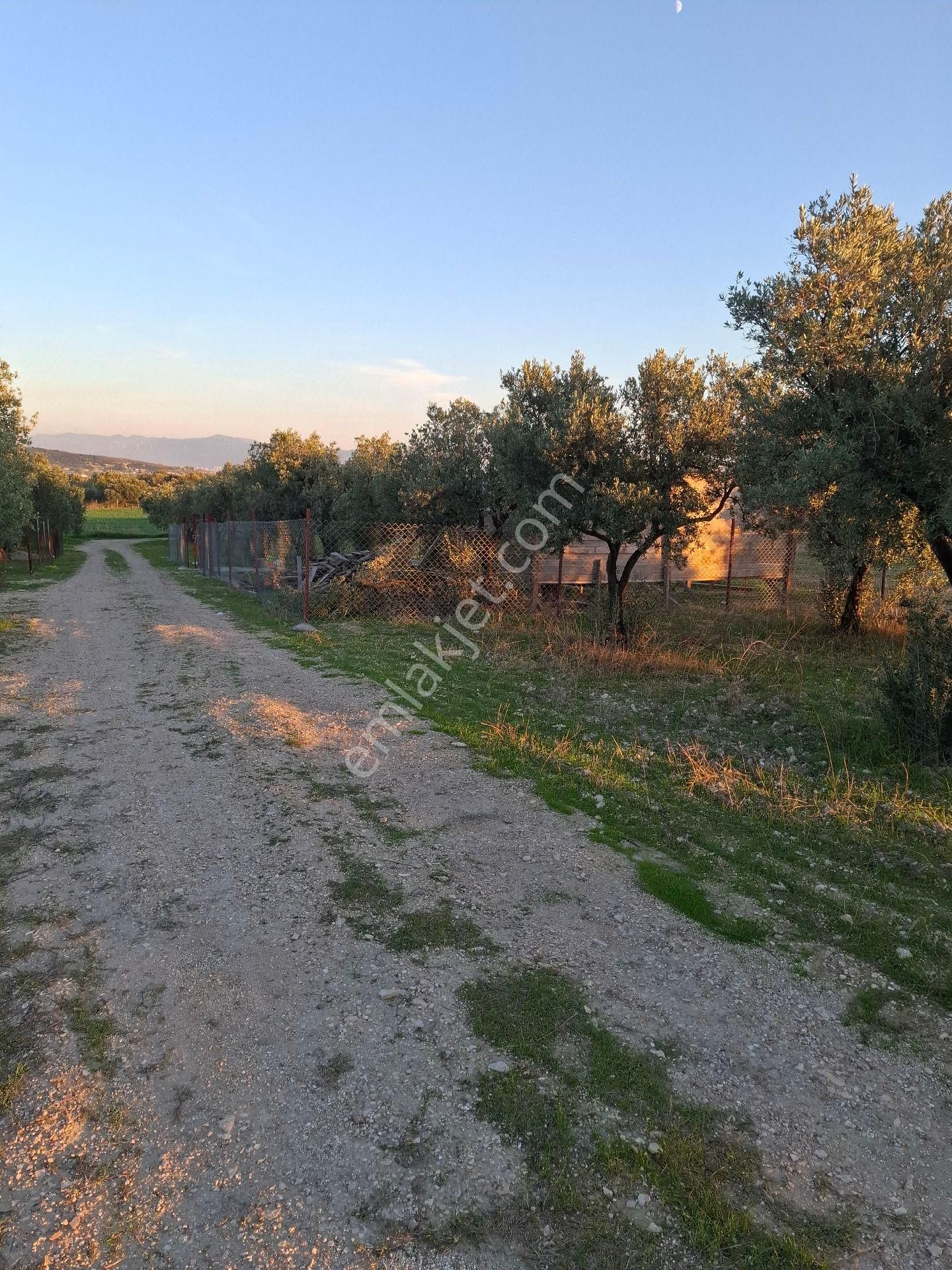 Foçagerenköyde424m2kuponzeytinliksatılıktır - Görsel 20