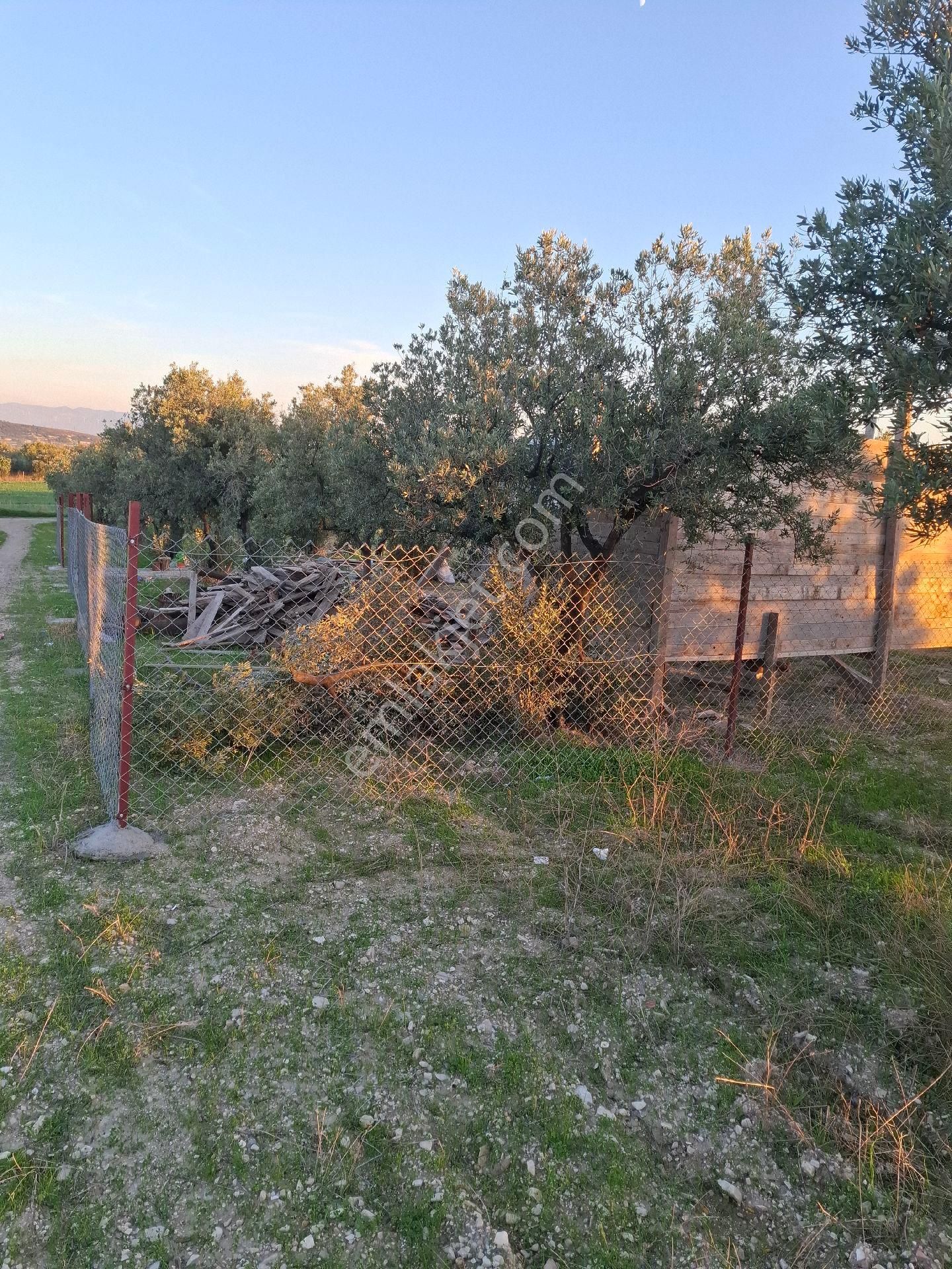 Foçagerenköyde424m2kuponzeytinliksatılıktır - Görsel 25