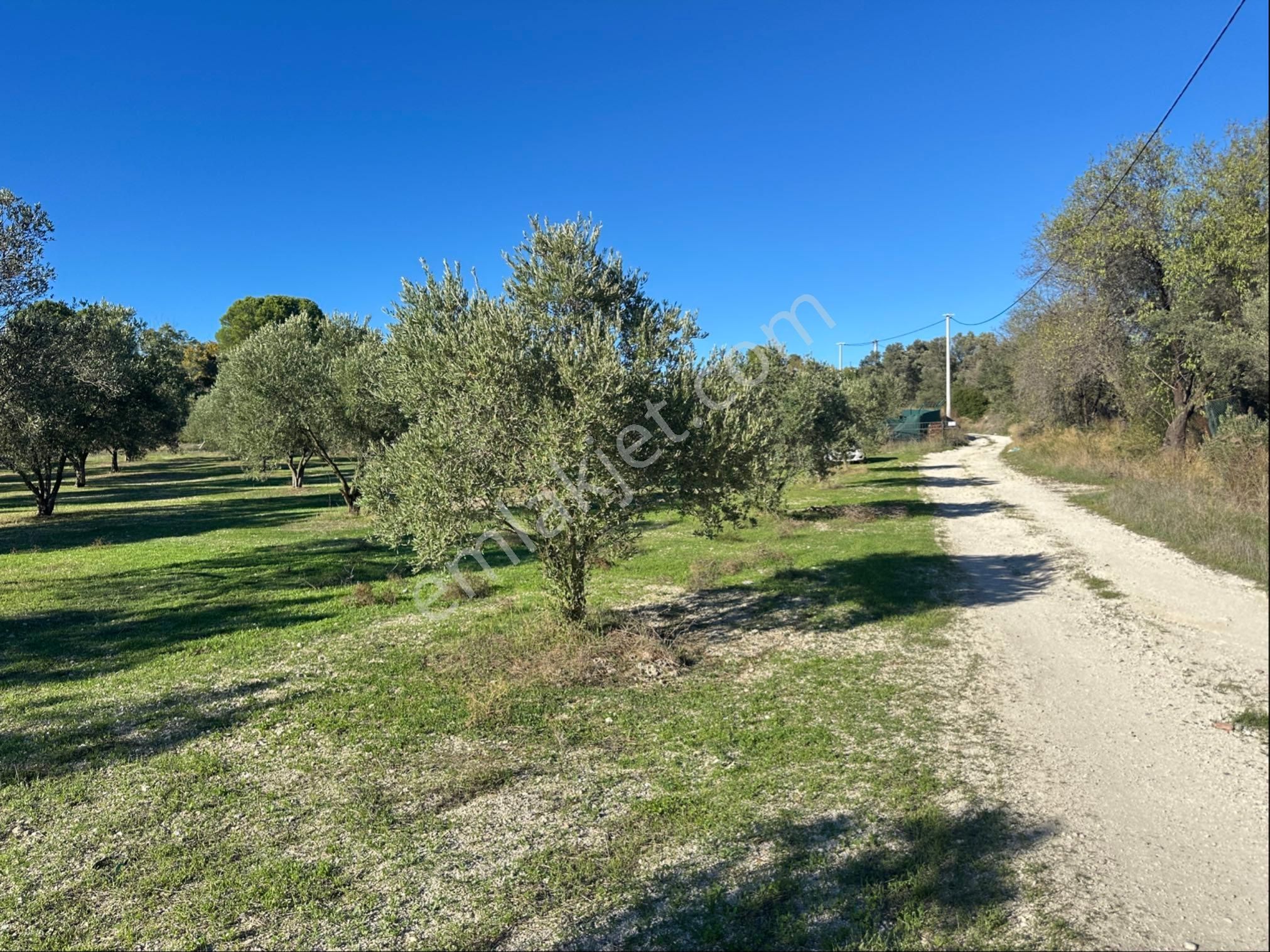 Çeşme Alaçatıda Satılık Tarla Zeytinlik - Görsel 5