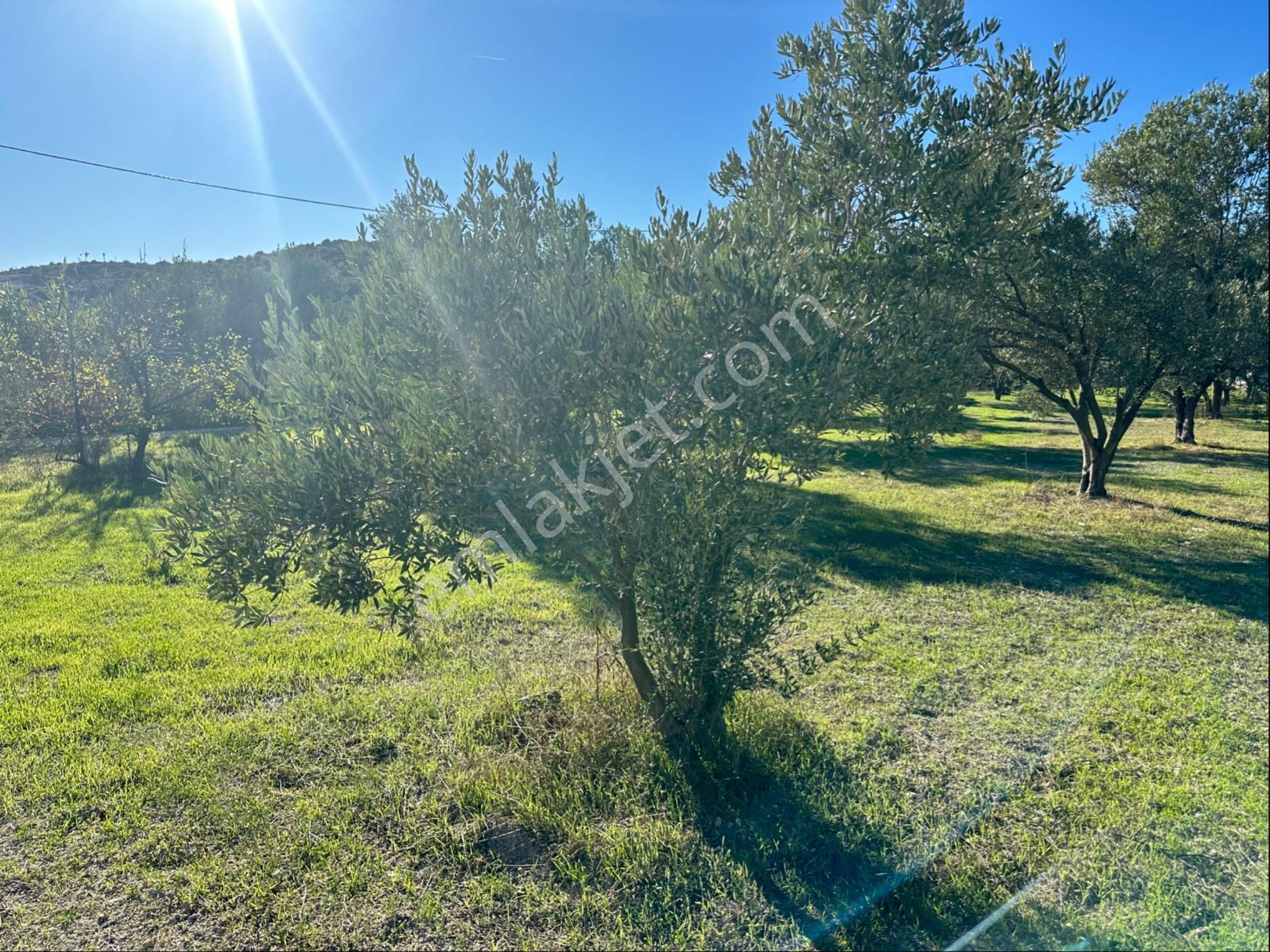 Çeşme Alaçatıda Satılık Tarla Zeytinlik - Görsel 6