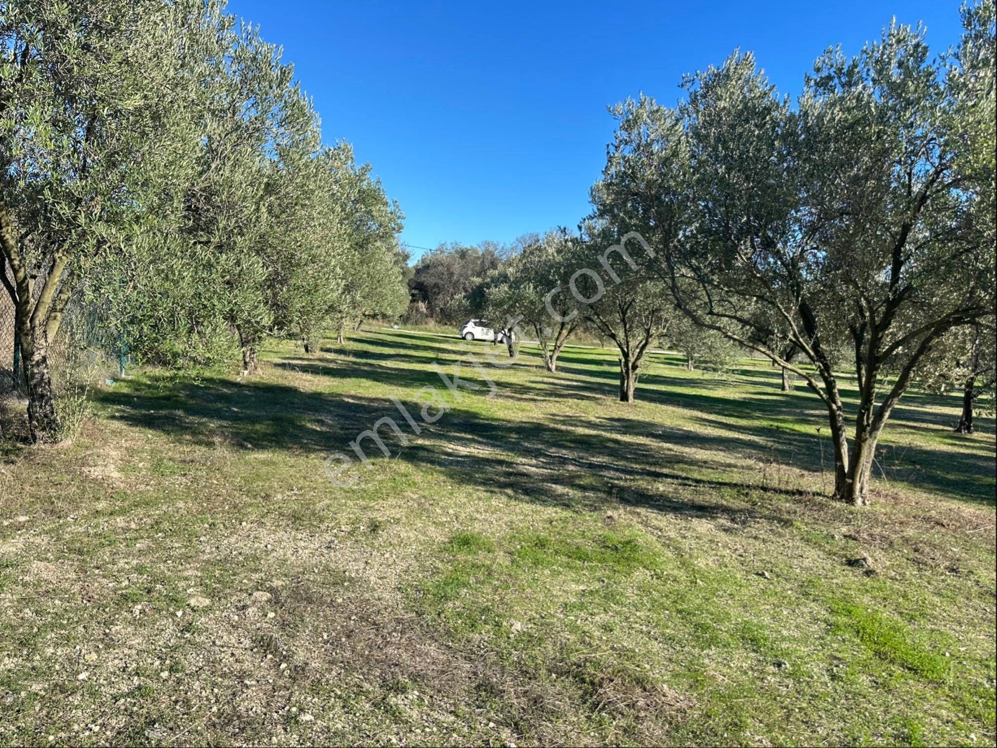 Çeşme Alaçatıda Satılık Tarla Zeytinlik