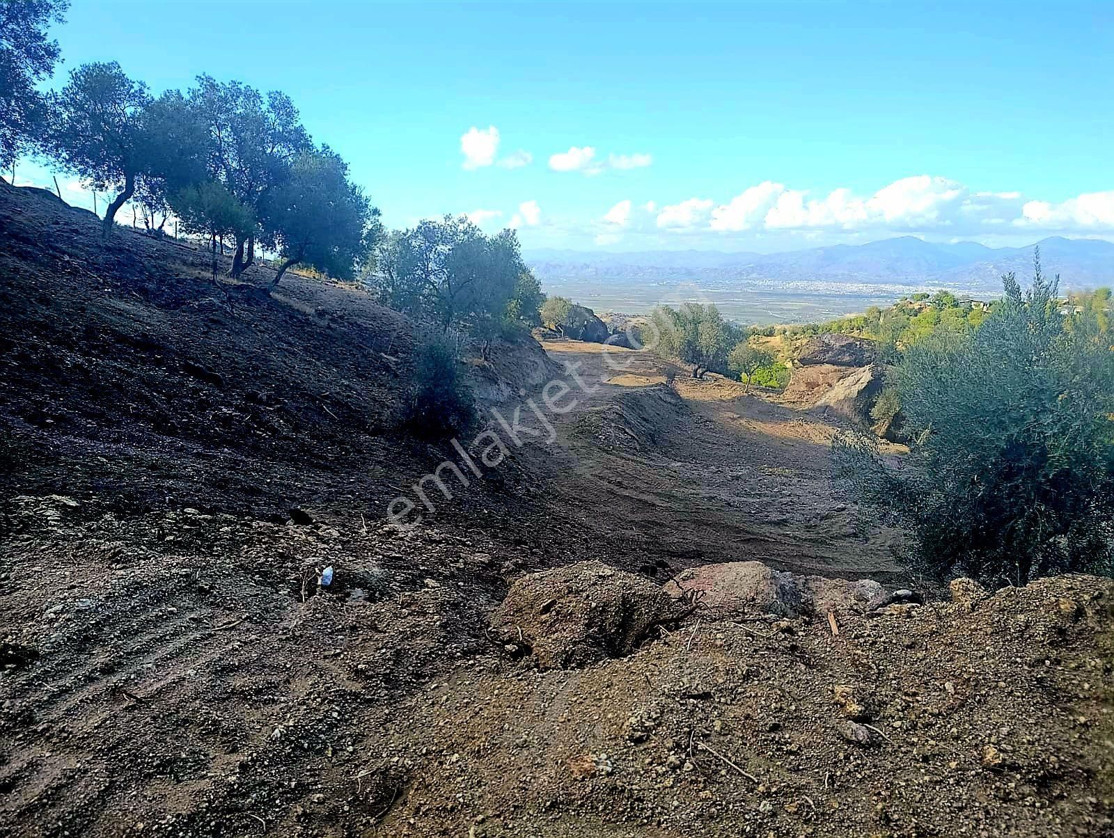 Aydın Koçarlı Gözkayası Köyde 14.996 M2 Uygun Zeytinlik Tarla. Açıklamayı Okuyarak Arayınız. - Görsel 9